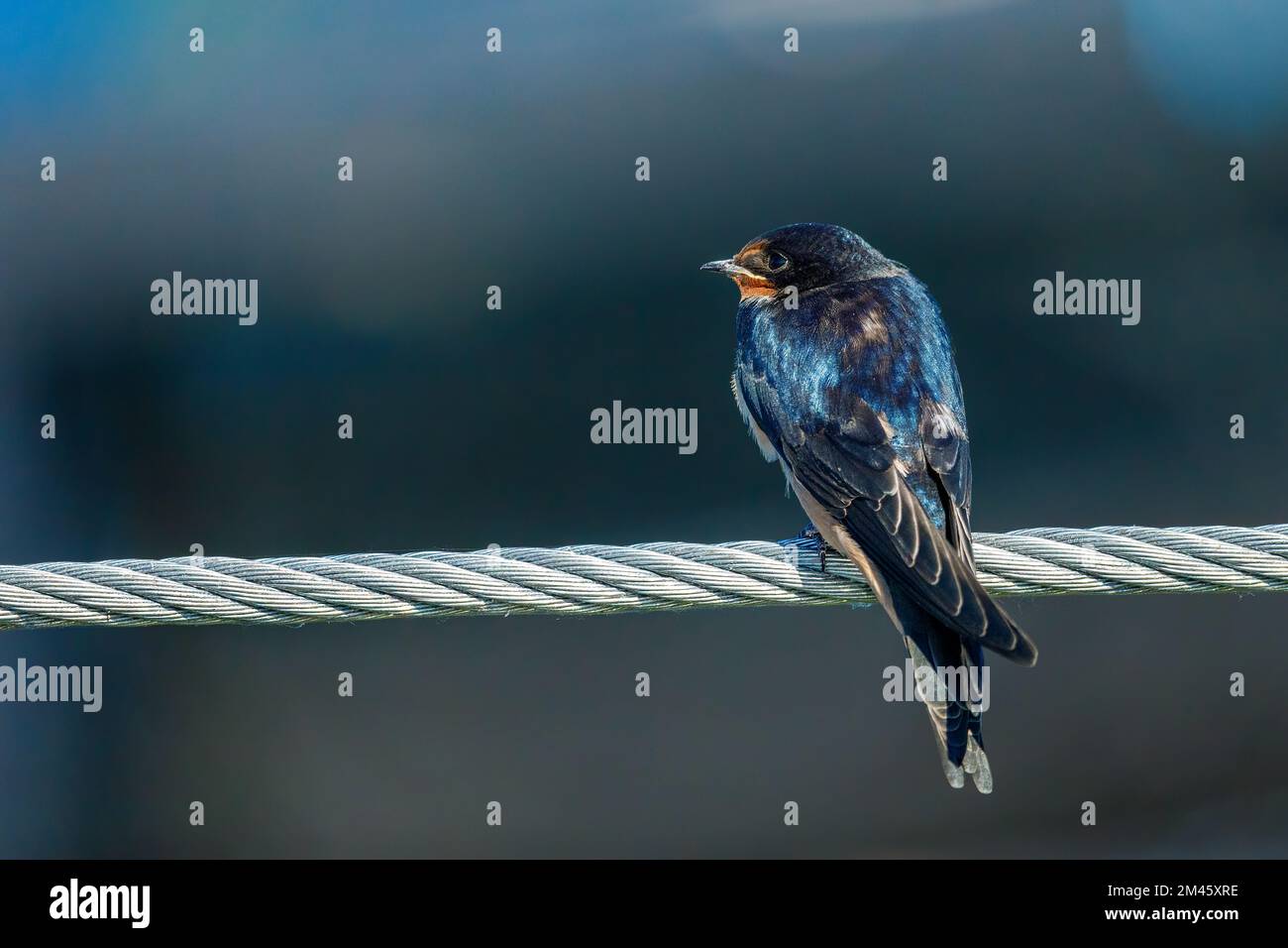 swallows or house martins Stock Photo Alamy