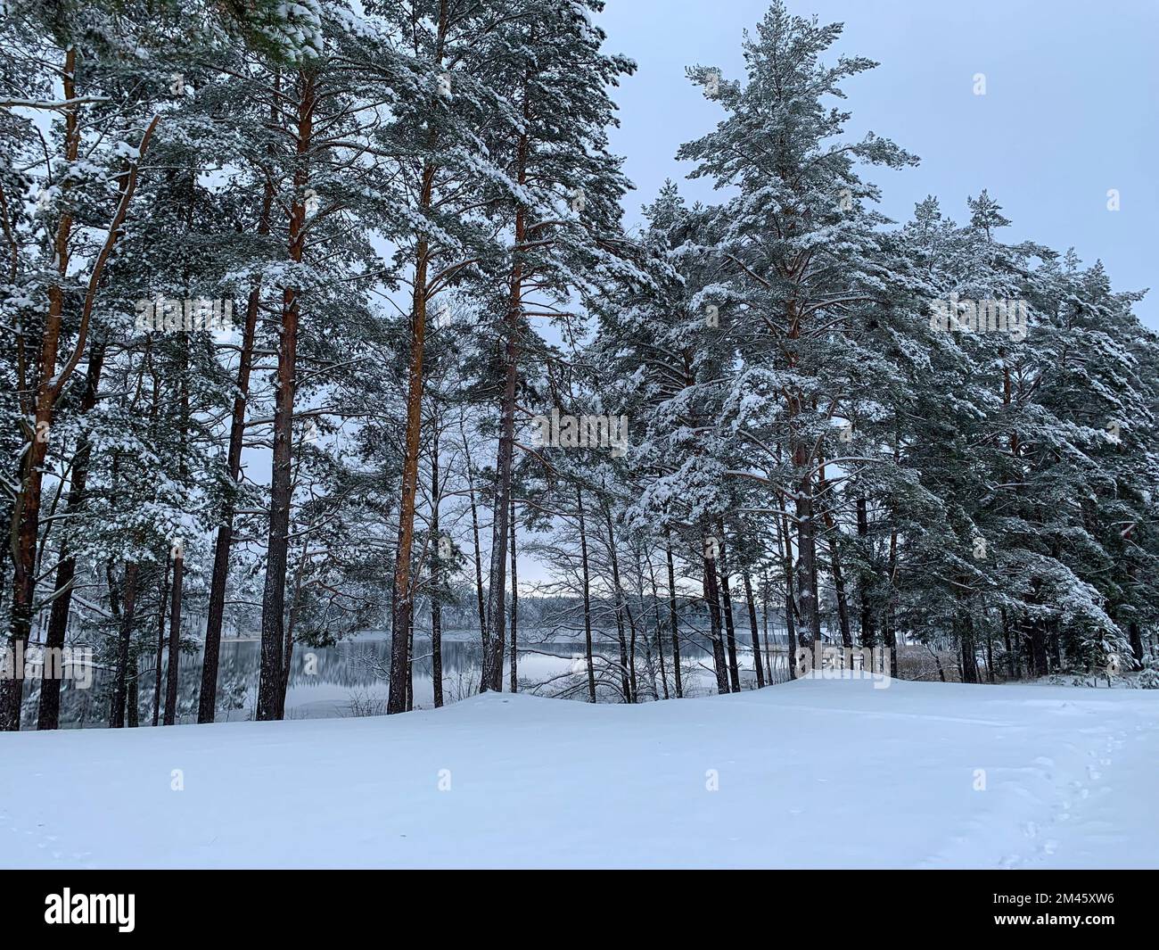 the snow-covered fir forest trees on a foggy day Stock Photo - Alamy