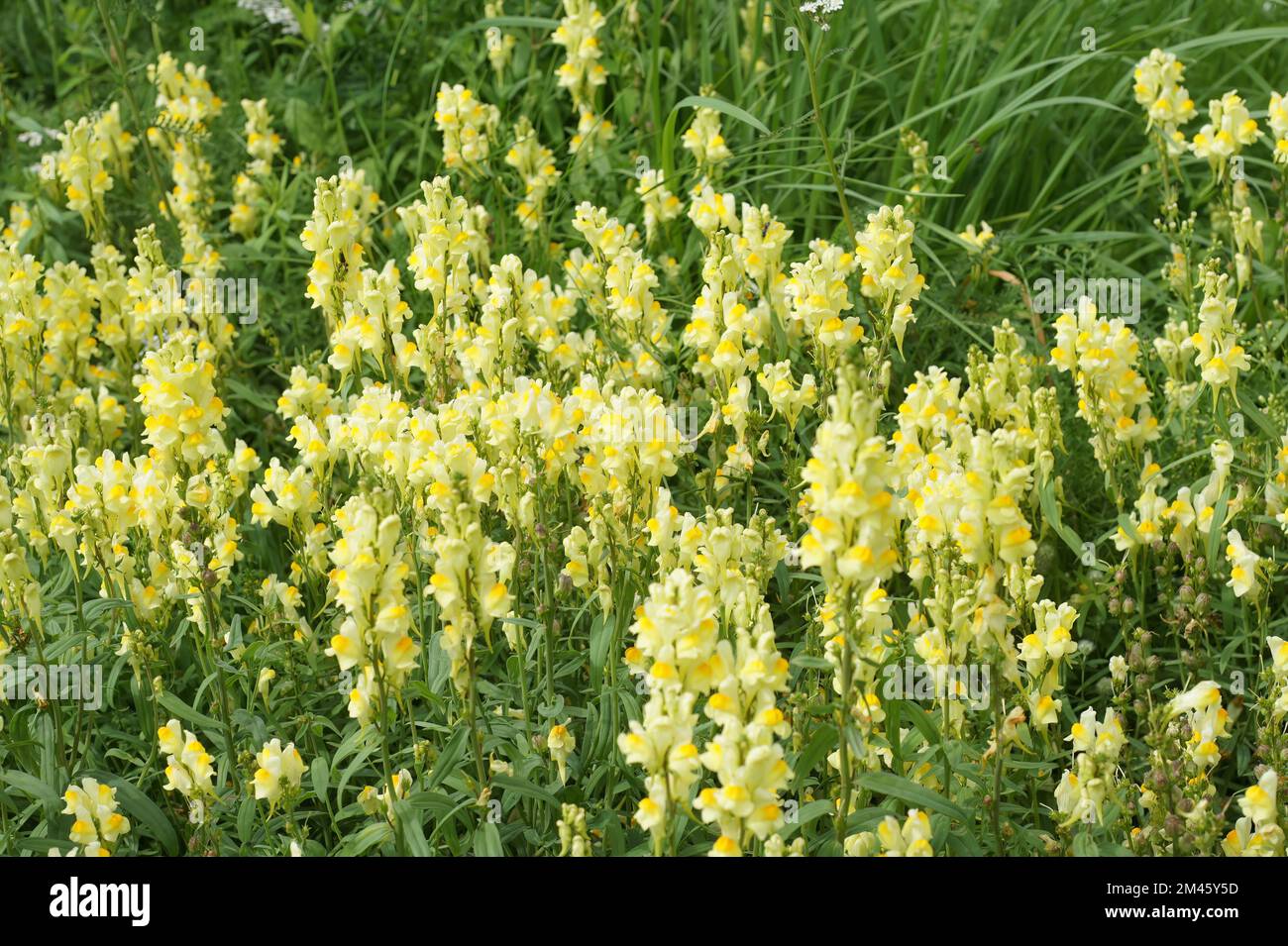 A closeup of blooming yellow Linaria vulgaris flowers Stock Photo