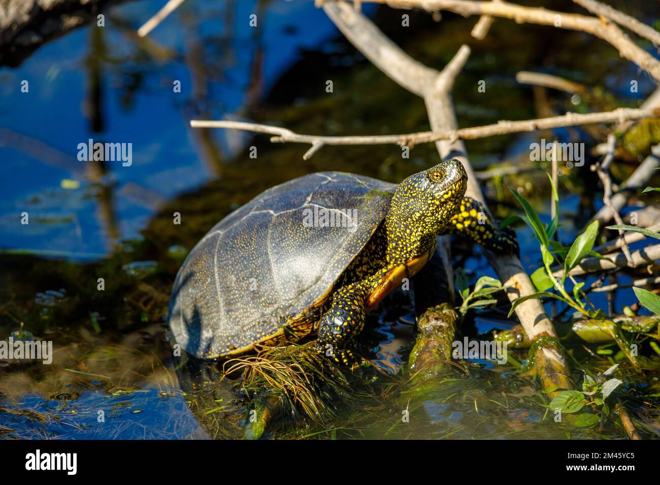 A european pond turtle in the swamps of the danube delta Stock Photo ...