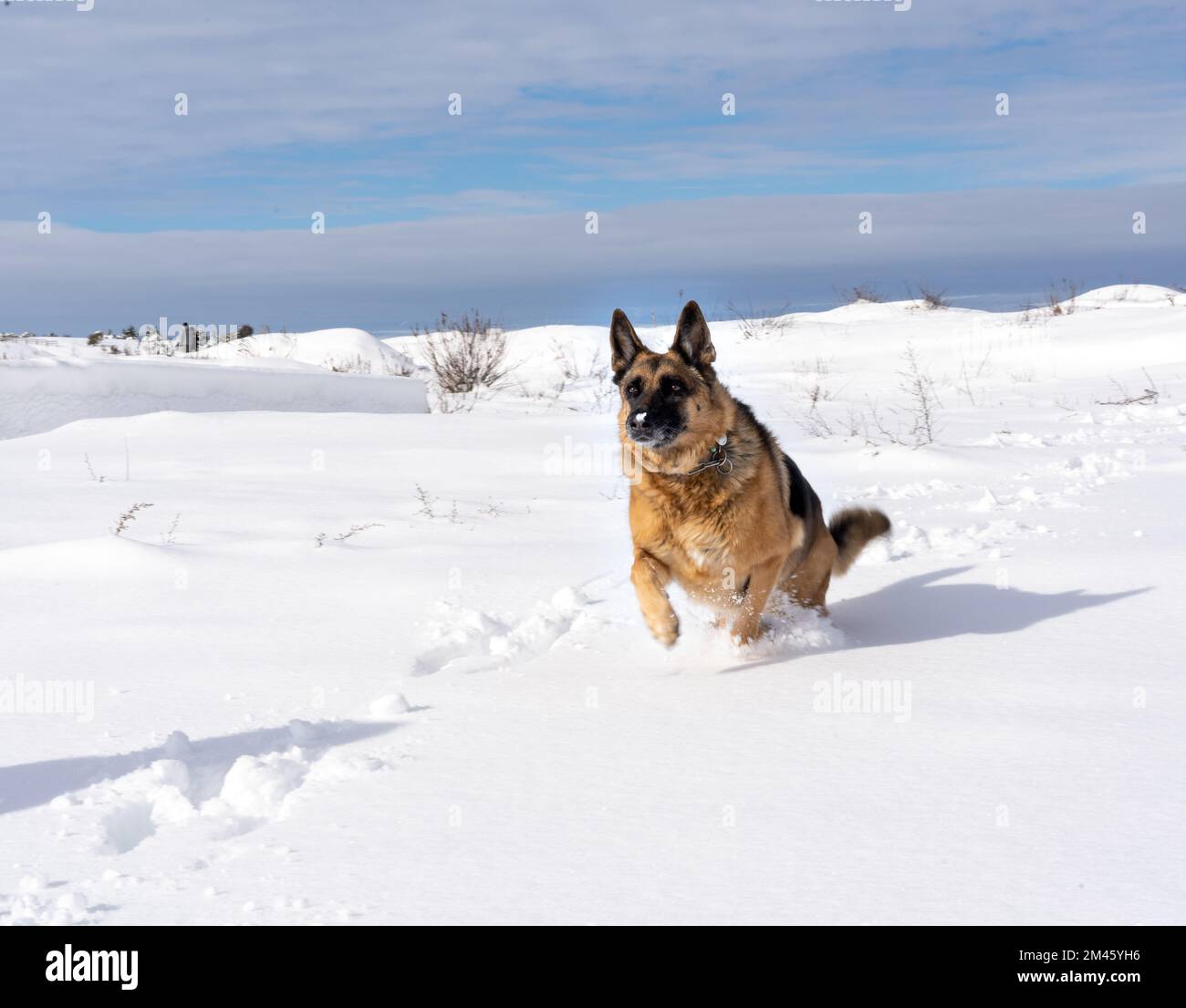 Dog running outdoors in winter snow at daytime. Winter and animal concept. Stock Photo