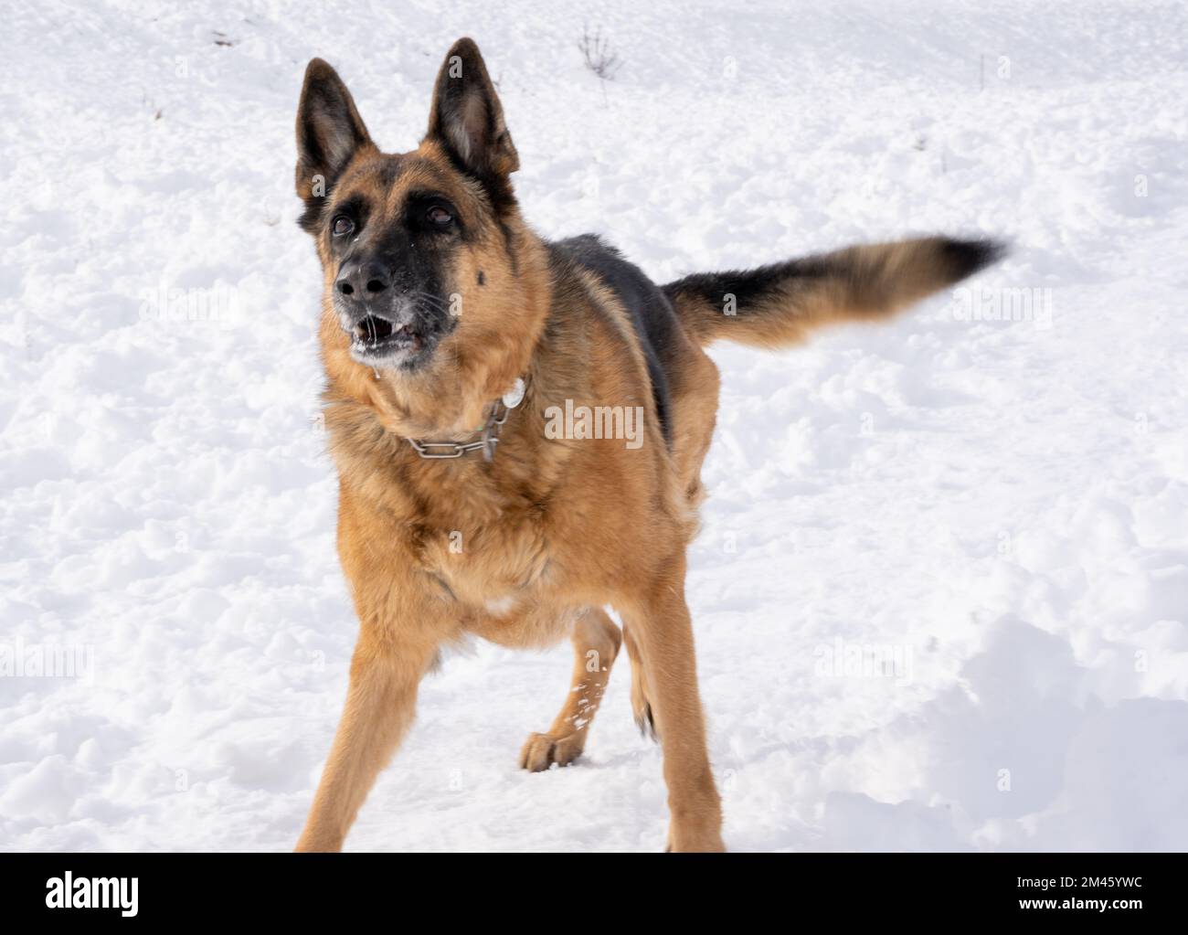 Dog playing outdoors in the snow. Animal and nature concept. Stock Photo