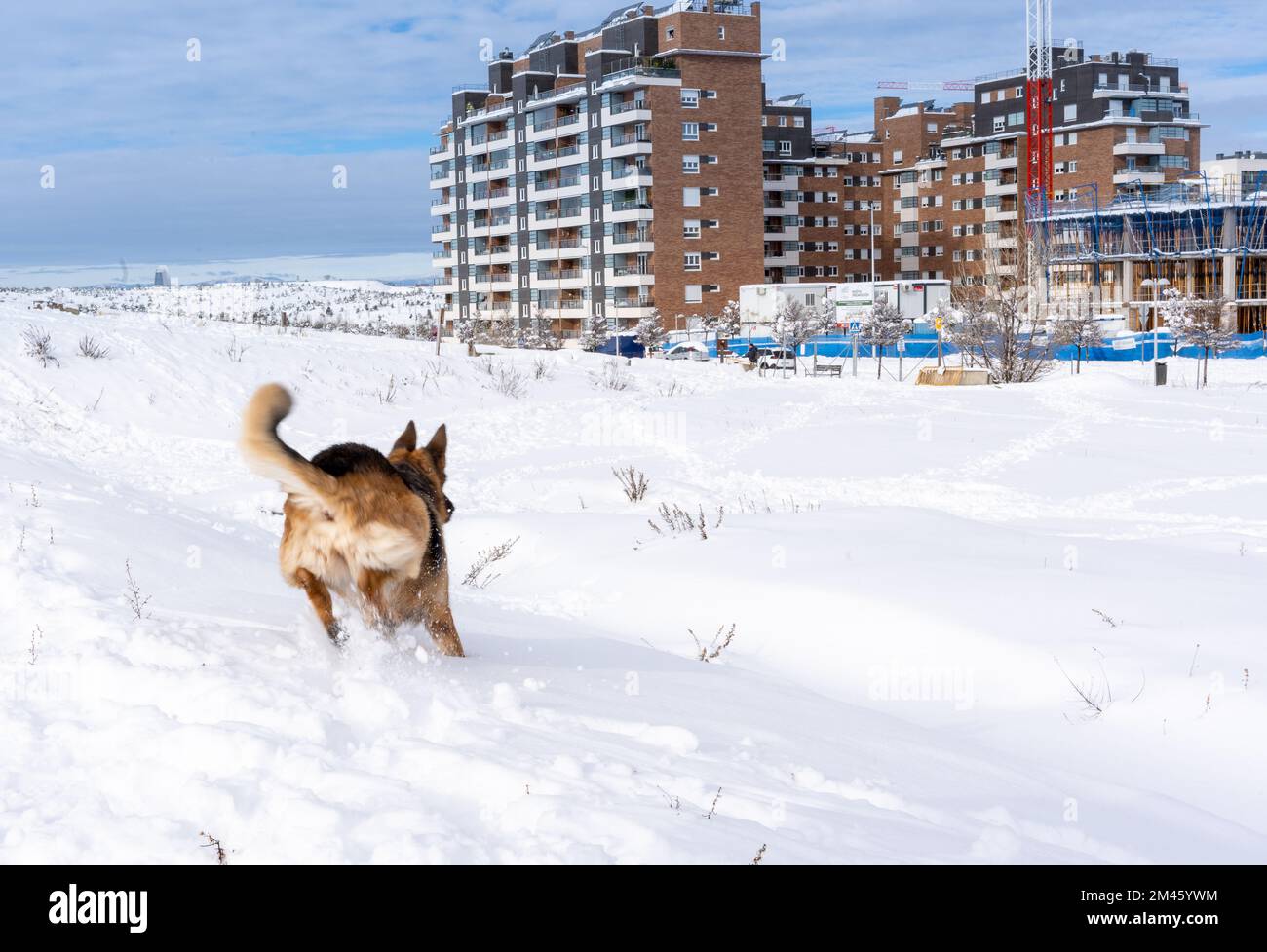 Dog running and enjoying outdoors in the snow in a wintery day. Winter season concept. Stock Photo
