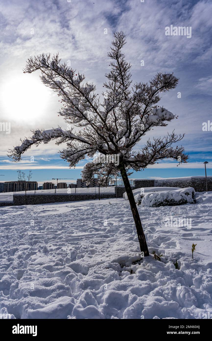 Tree covered in snow outdoors in a park after a snowfall. Winter season concept. Stock Photo
