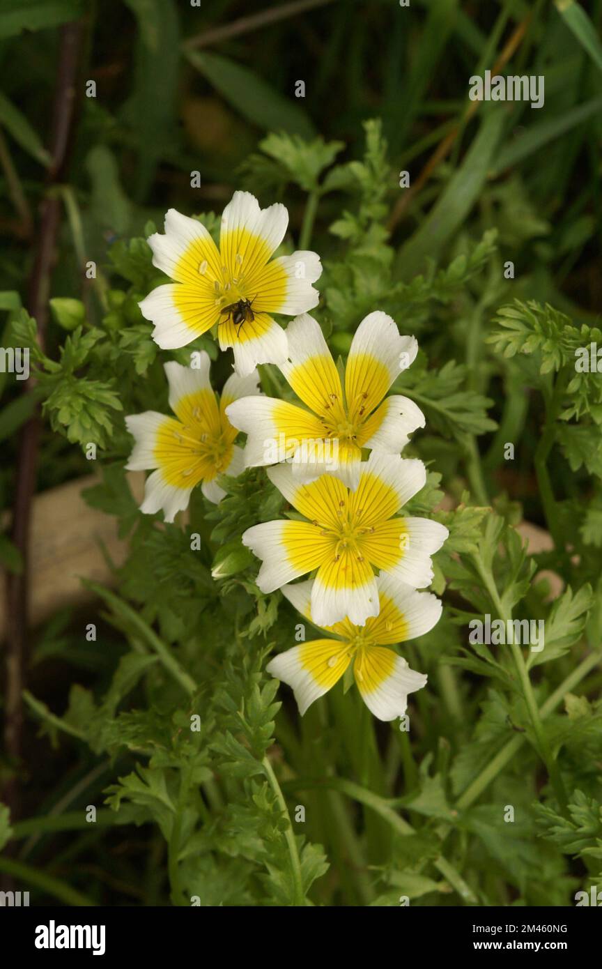 A closeup of blooming yellow Limnanthes douglasii  flowers Stock Photo