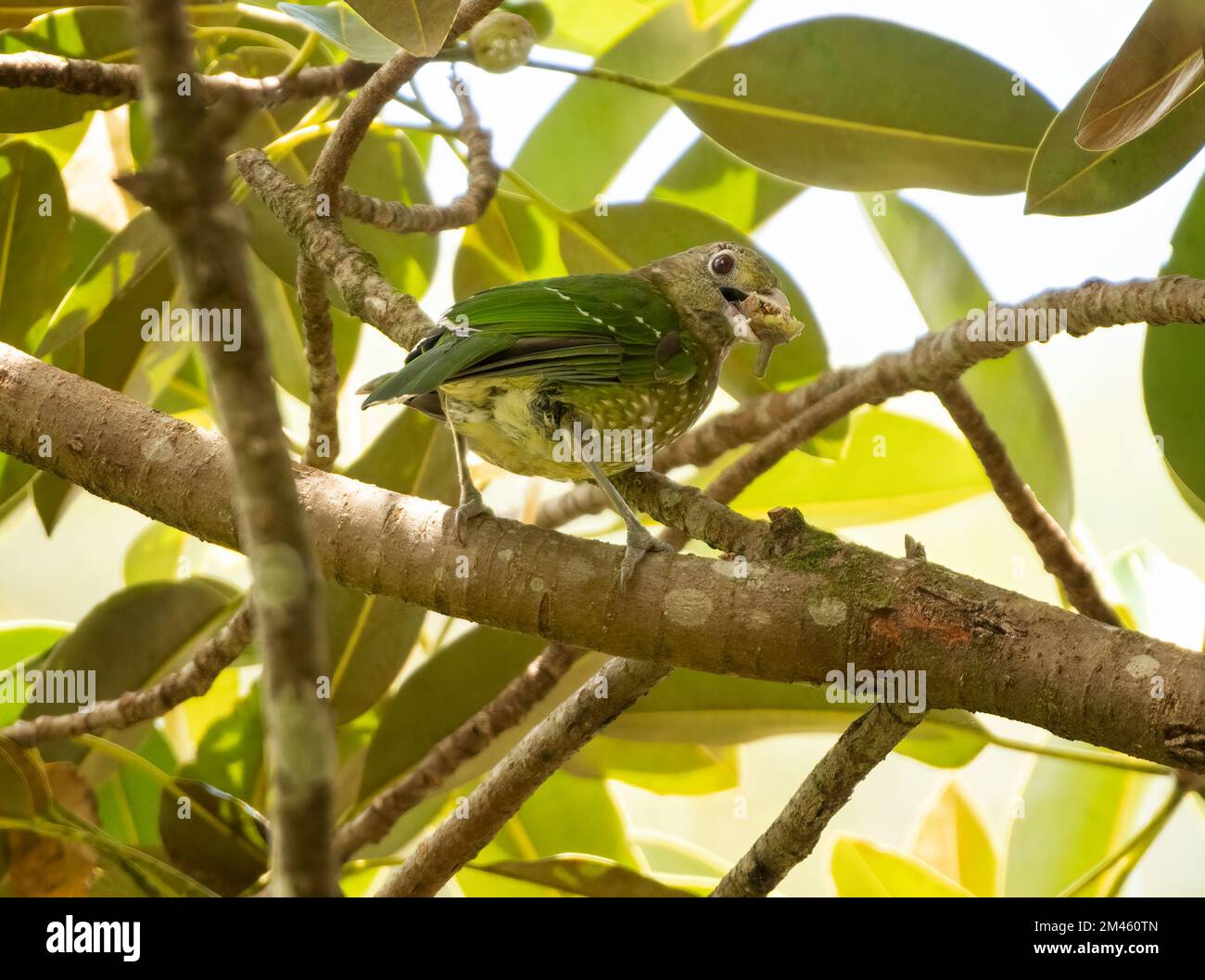 The green catbird (Ailuroedus crassirostris) is a species of bowerbird found in subtropical forests along the east coast of Australia Stock Photo