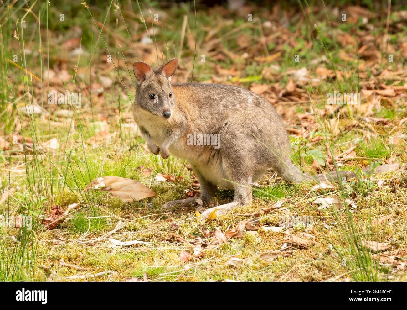 Pademelons are small, furry, hopping mammals in the genus Thylogale, found in Australia and New Guinea. Stock Photo