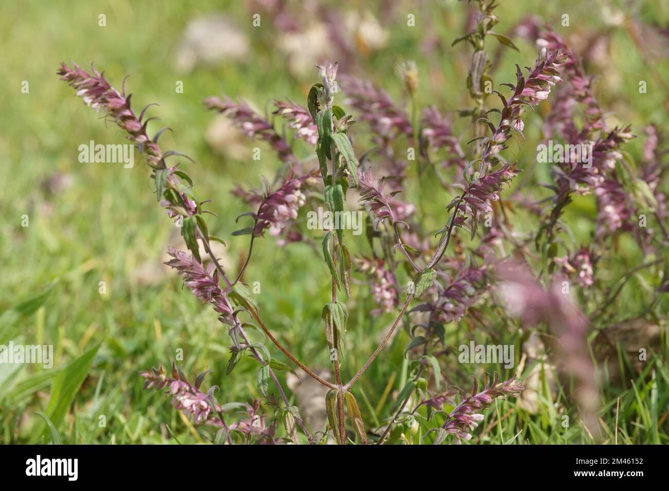 A closeup of blooming Odontites vernus flowers in blurred background Stock Photo