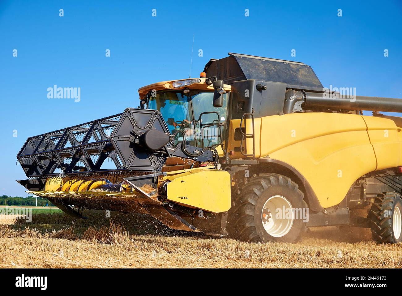 Combine harvester harvesting golden wheat field, harvester working in an agricultural field