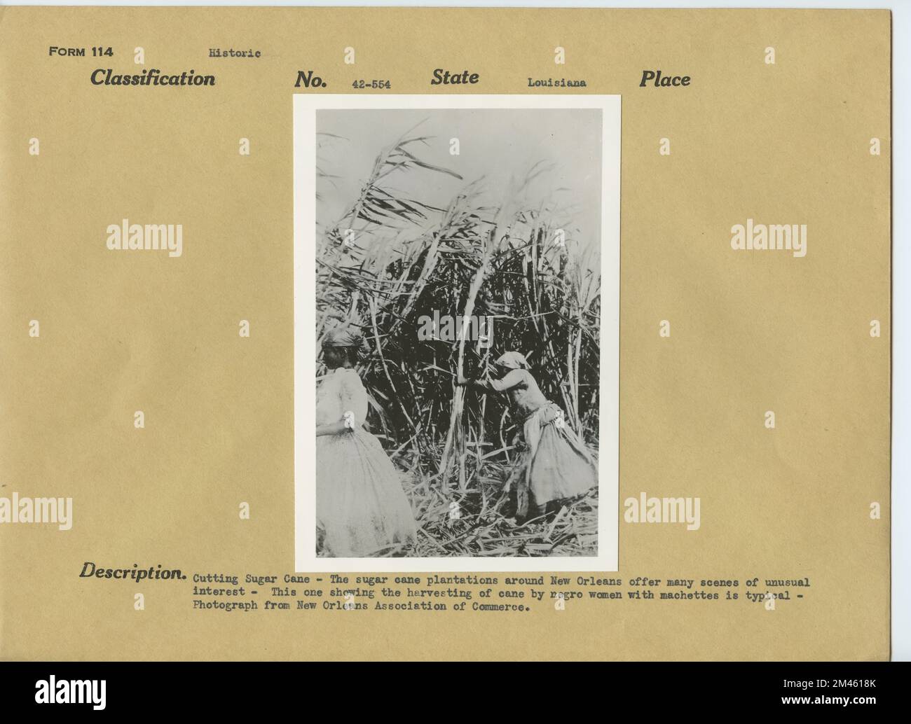 Cutting Sugar Cane. Original caption Cutting Sugar Cane The sugar