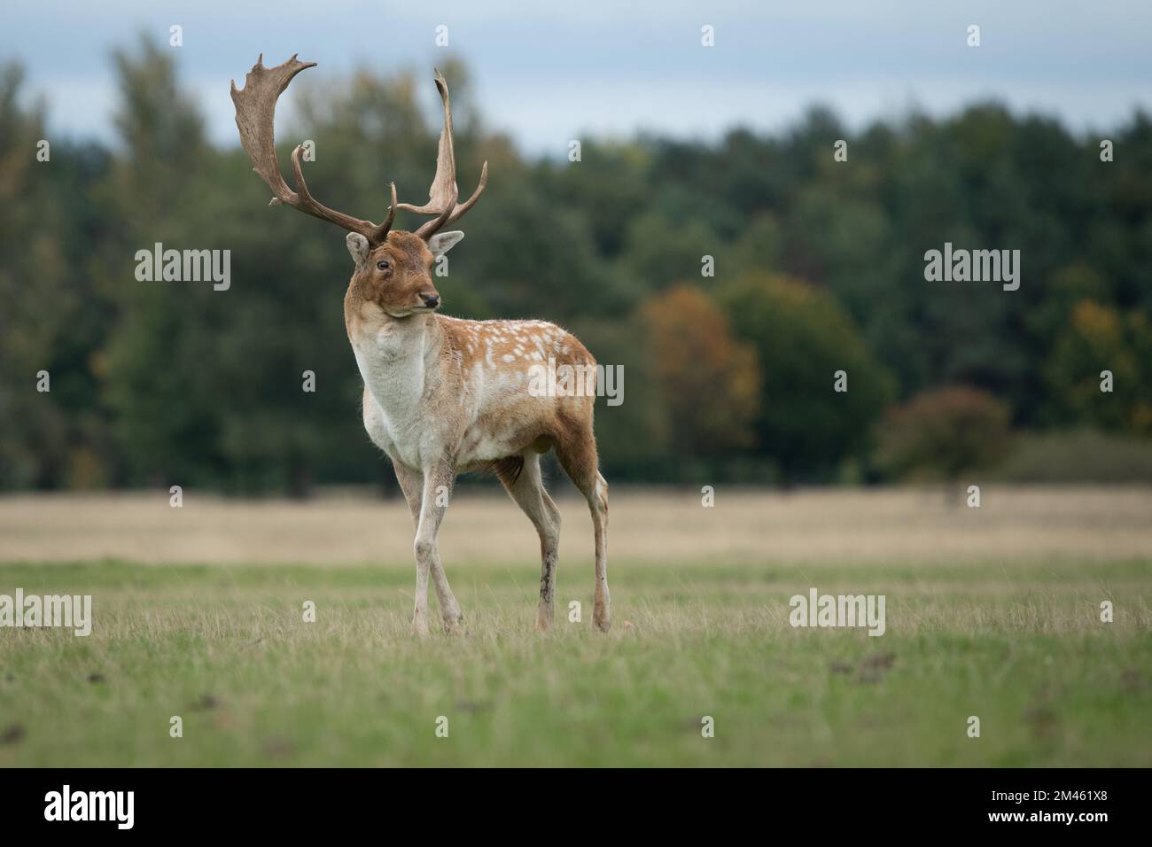 A close up full length portrait of a fallow deer buck. He is standing proud on a meadow in front of a forest Stock Photo