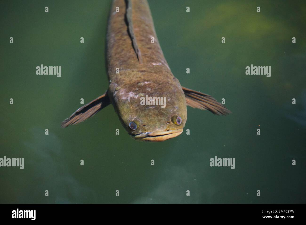 A snakehead murrel fish poking its head out of the water on a sunny day Stock Photo
