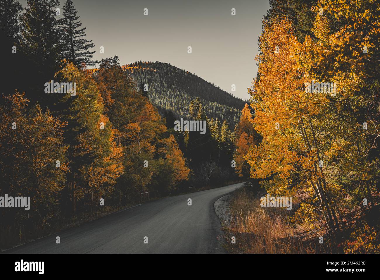 A scenic view of a road in the woods surrounded by lush forests and ...