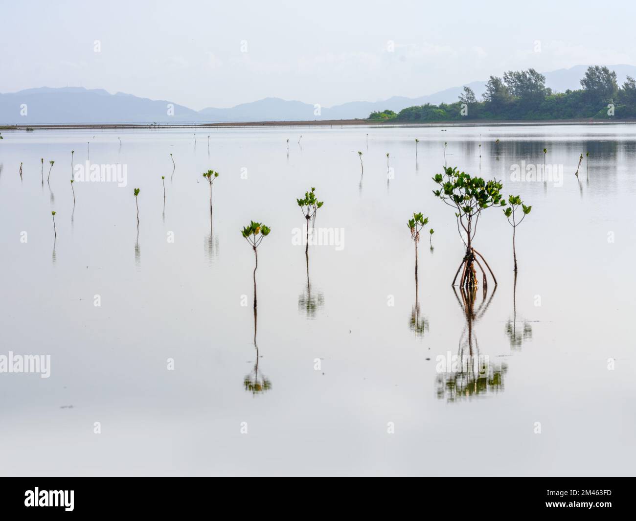Sprout of Mangrove Stock Photo