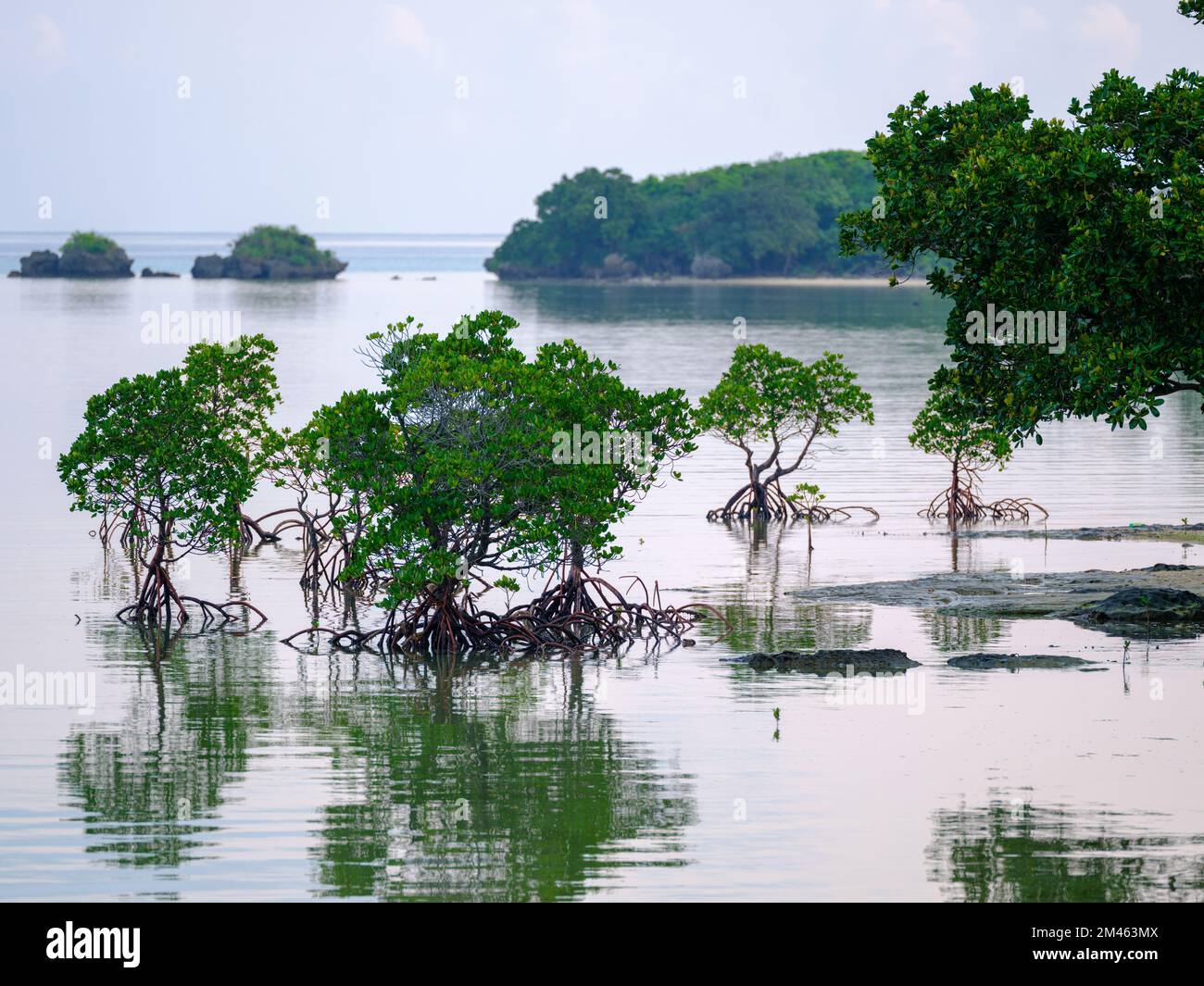 Mangrove on Water Surface Stock Photo