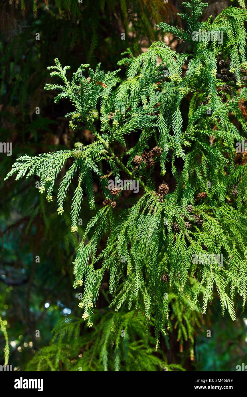 Japanese cedar (Cryptomeria japonica). Cupressaceae. Coniferous tree grown for wood. Stock Photo