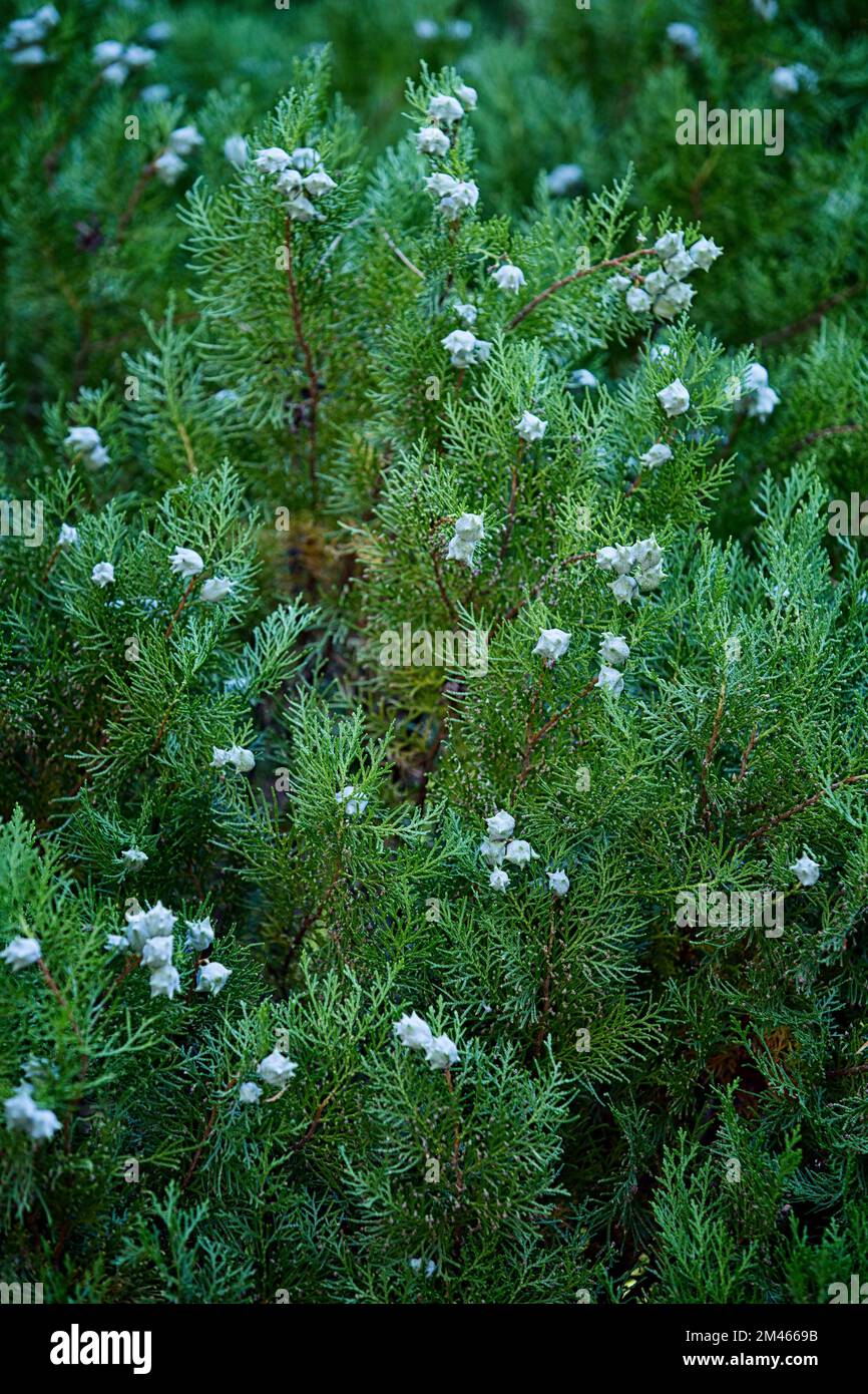 Chinese thuja (Platycladus orientalis). Cupressaceae. Ornamental tree. Evergreen conifer. Stock Photo