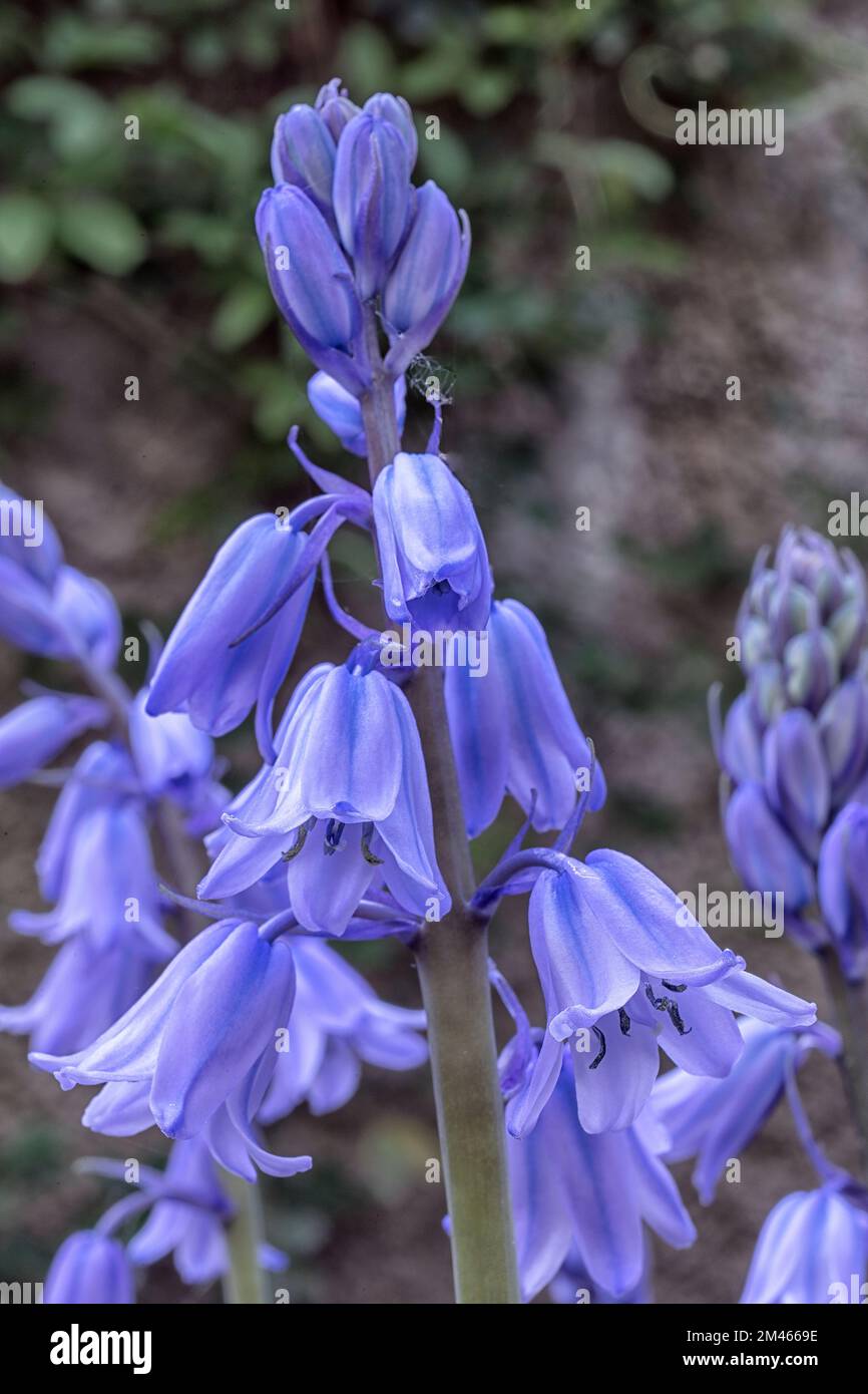 Spanish bluebell (Hyacinthoides hispanica). Asparagaceae. Ornamental
