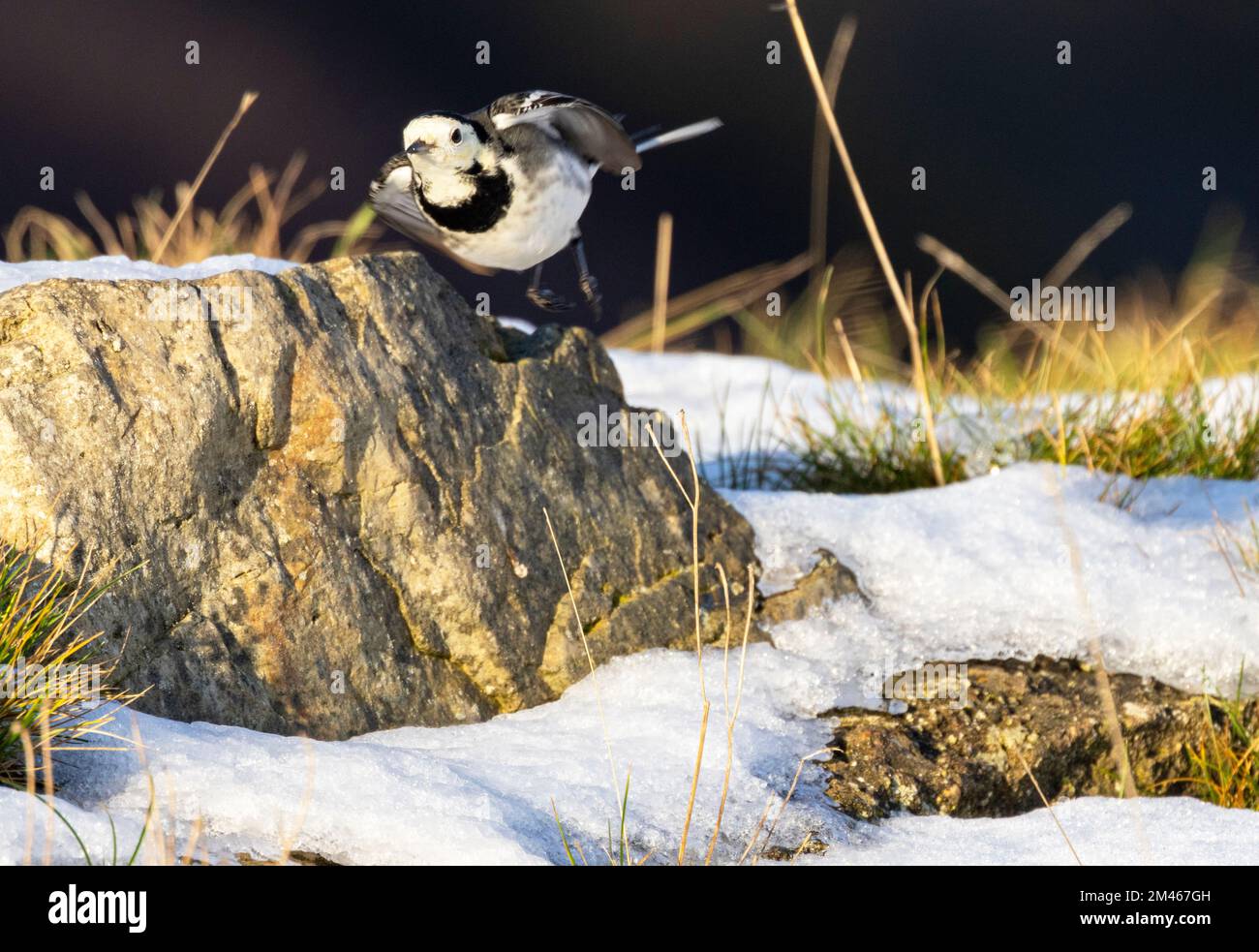 The Pied or White Wagtail is often found near water. They are active birds that constantly bob their tails as they walk in search of invertebrate food Stock Photo