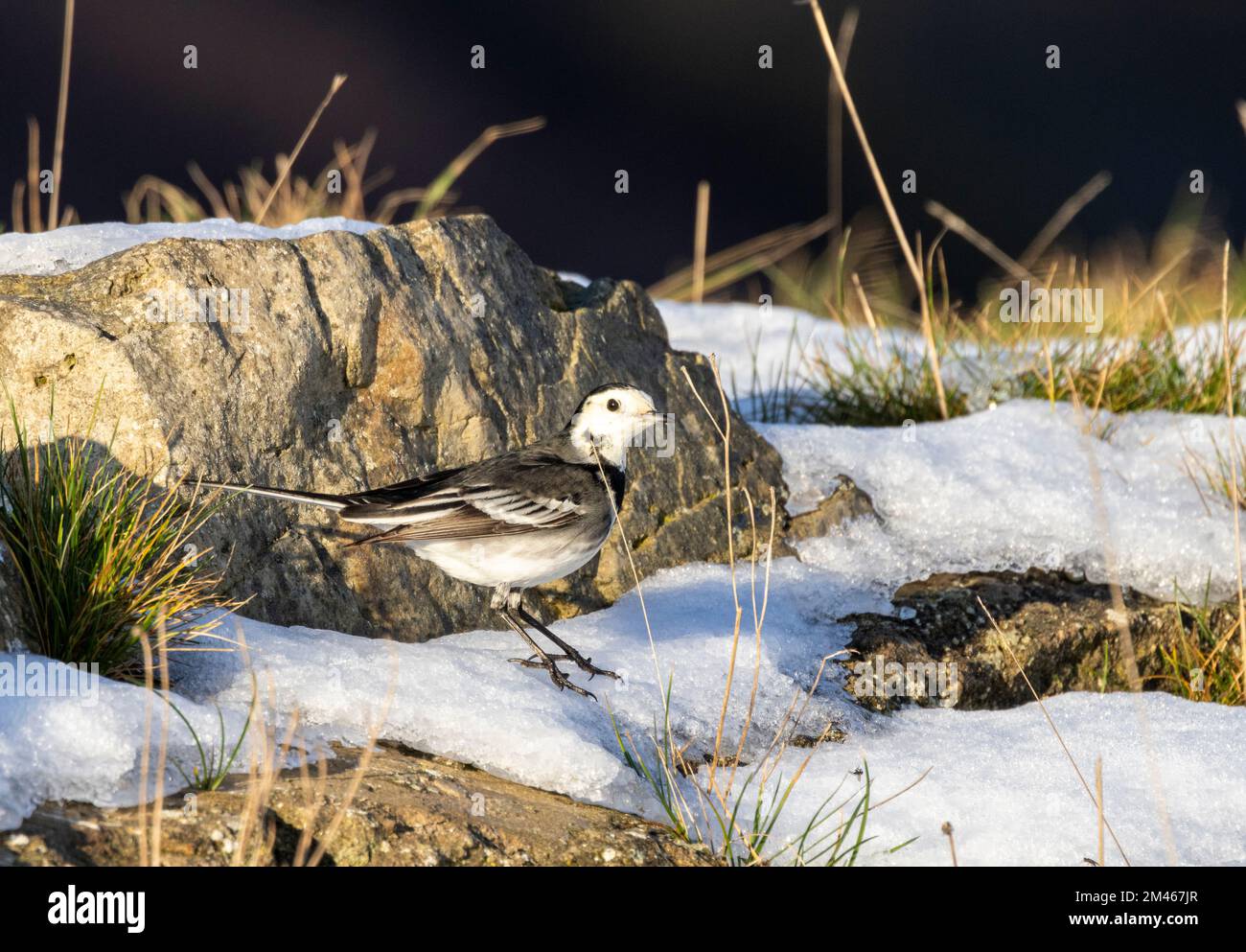 The Pied or White Wagtail is often found near water. They are active birds that constantly bob their tails as they walk in search of invertebrate food Stock Photo