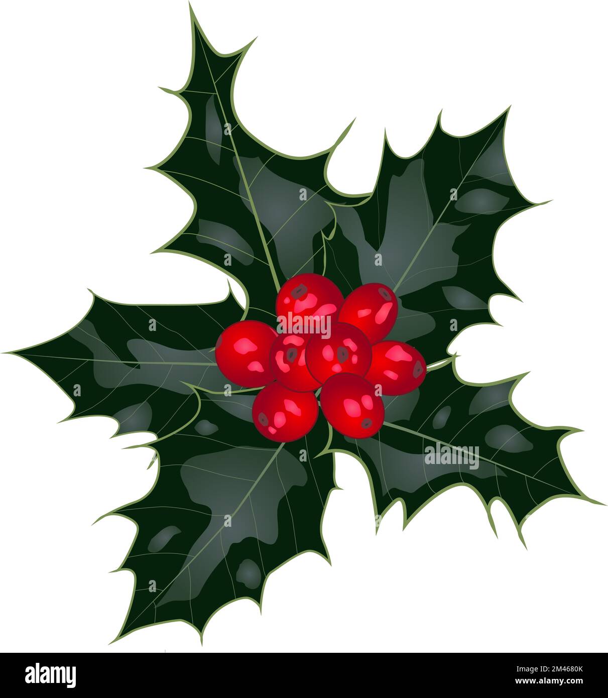 Vector Christmas holly with red berries on isolated white background ...