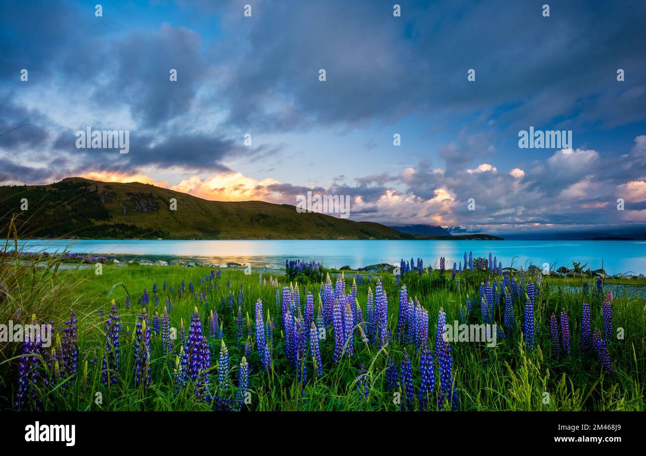 Lake Tekapo in South Island of New Zealand Stock Photo - Alamy