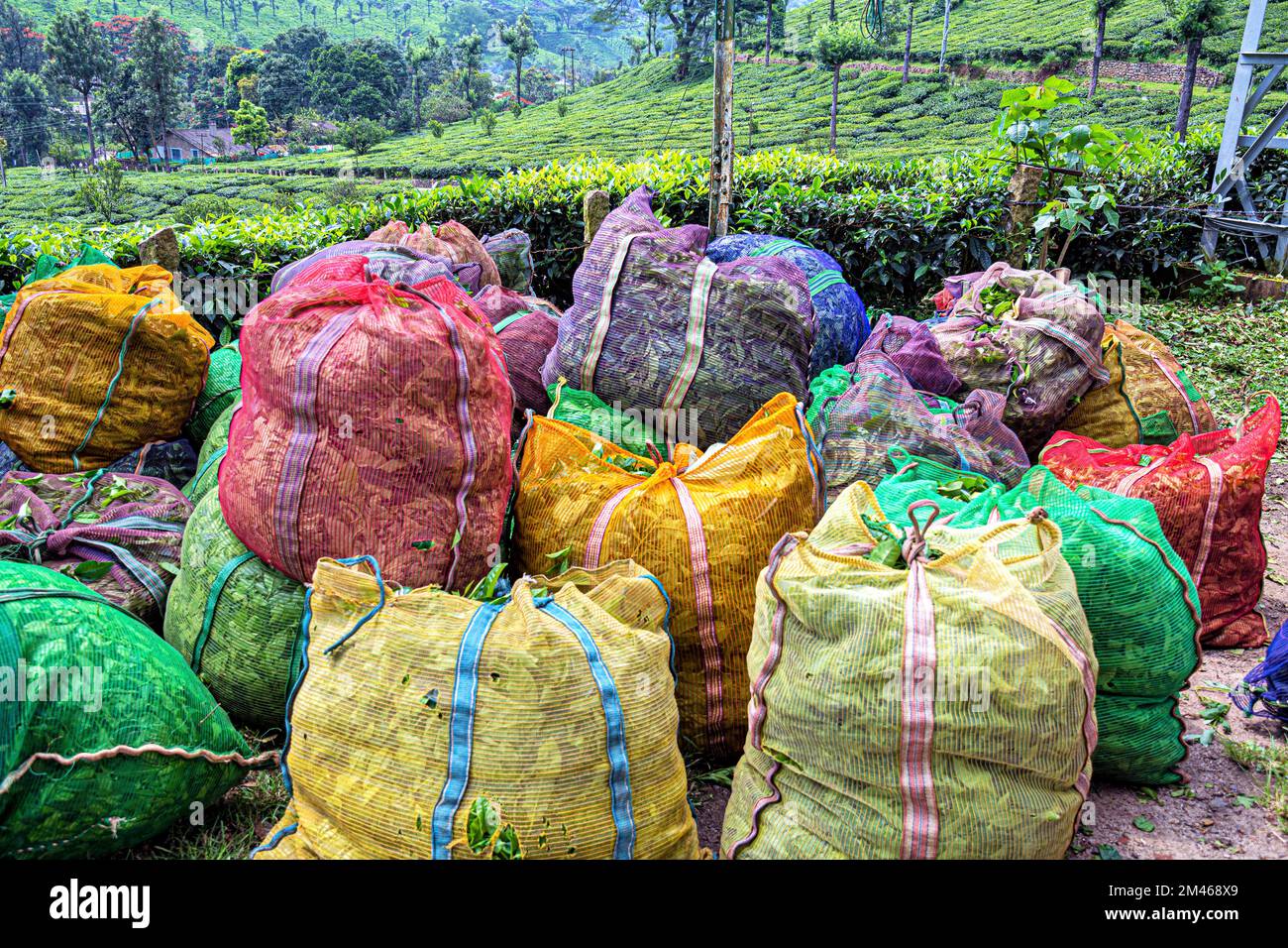 Packed tea leaves bags, Munnar, Idukki district, Kerala, India Stock