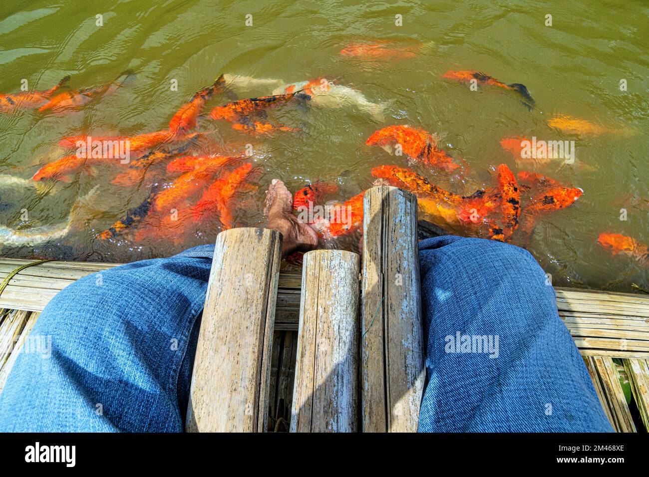 Pottas Farm, fish foot massage, Adimali, Munnar, Kerala, India Stock Photo