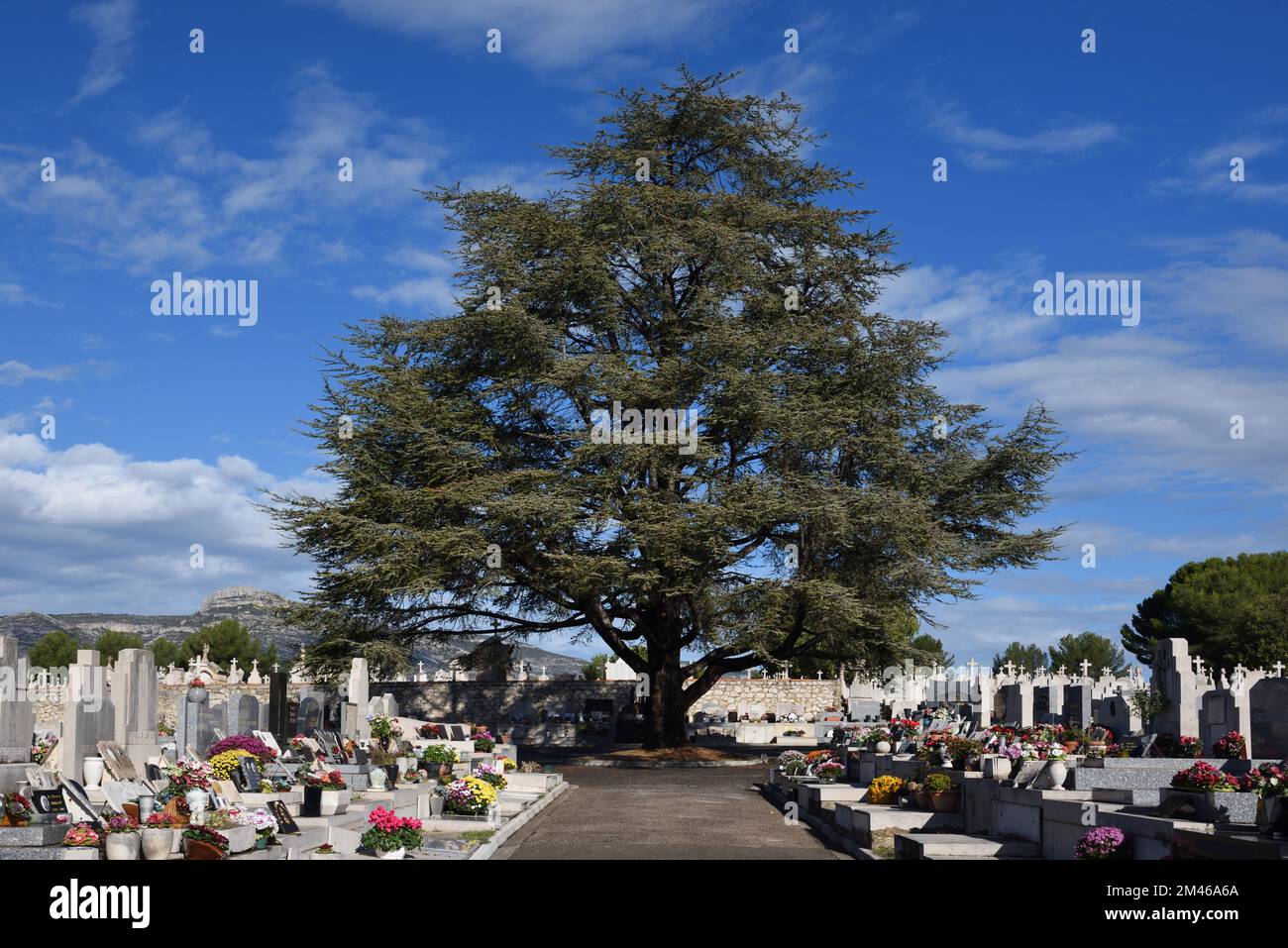 Giant Cedar, Atlas cedar, Cedrus atlantica, Isolated at Junction of Paths in  the Passons Cemetery Aubagne France Stock Photo