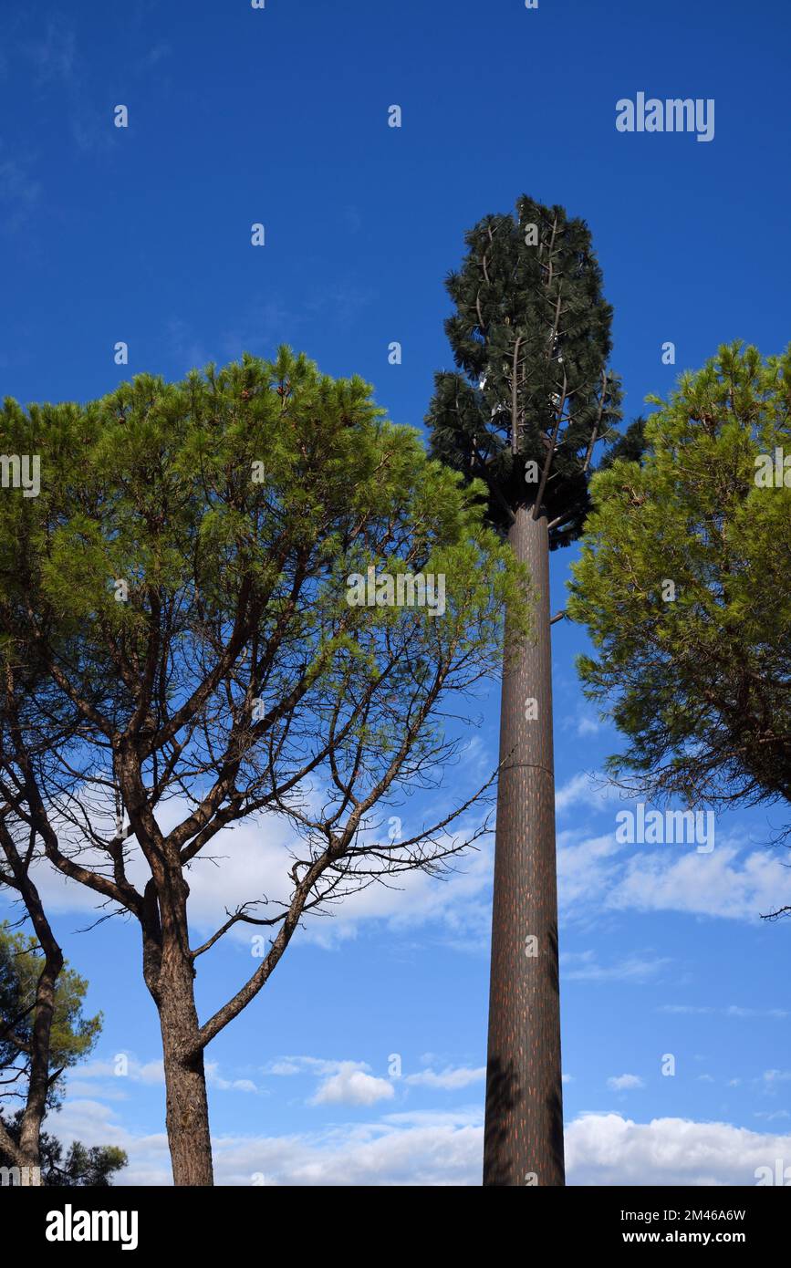 Communication Tower, Radio Mast or Antenna Disguised as Pine Tree Rising Above Mediterranean Pines Provence France Stock Photo