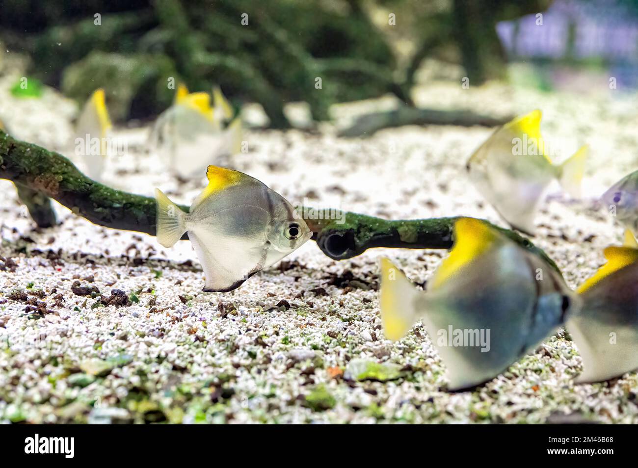 Silver moonyfish, or silver moony (Monodactylus argenteus ) swimming in an aquarium between branches and other fish of the same species Stock Photo