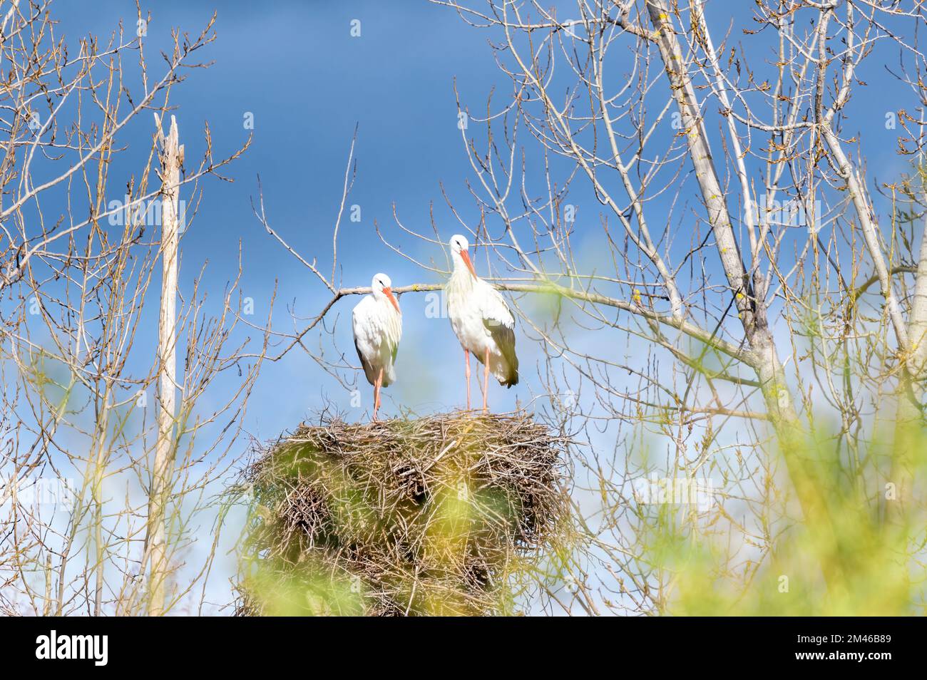 Pair of white storks (Ciconia ciconia) standing in their nest seen from ...