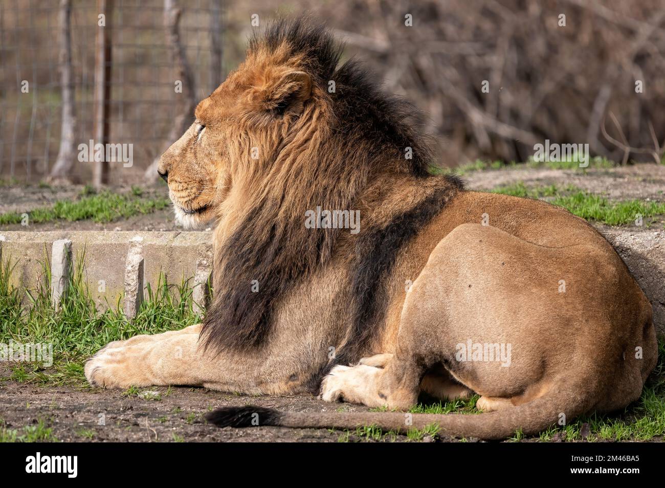Asiatic lion in captivity lying in its enclosure sunbathing Stock Photo
