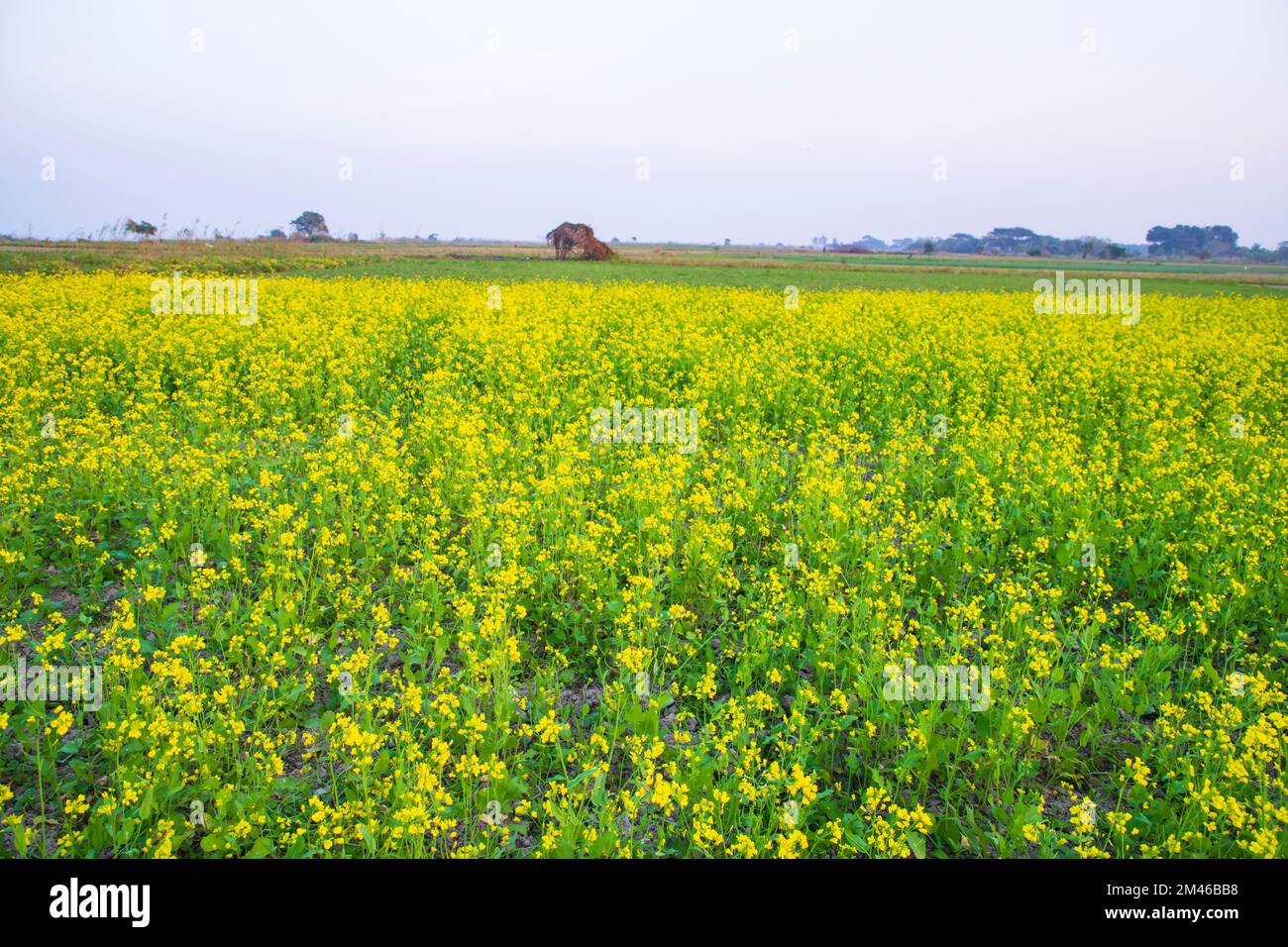 Beautiful Yellow Blooming rapeseed flower in the field natural Landscape view Stock Photo