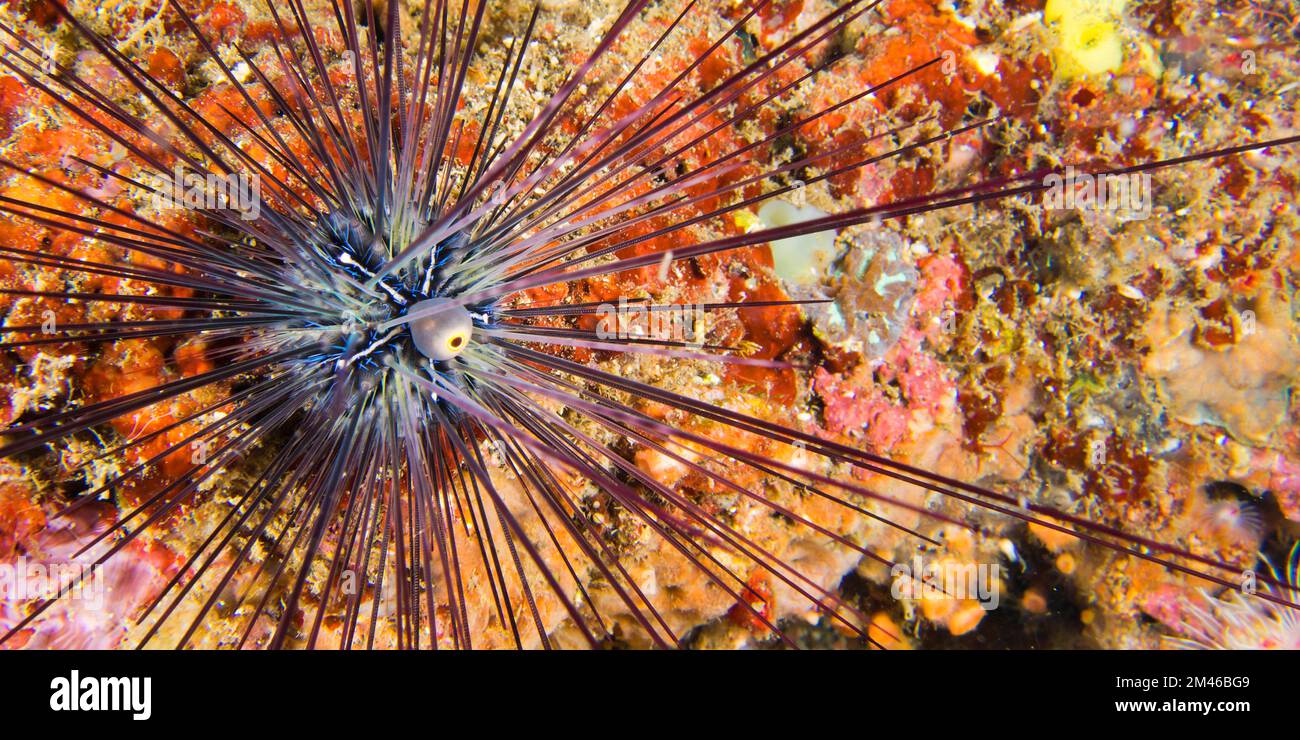 Sea Urchin, Savigny's Longspine Sea Urchin, Diadema savignyi,Coral Reef, Lembeh, North Sulawesi, Indonesia, Asia Stock Photo