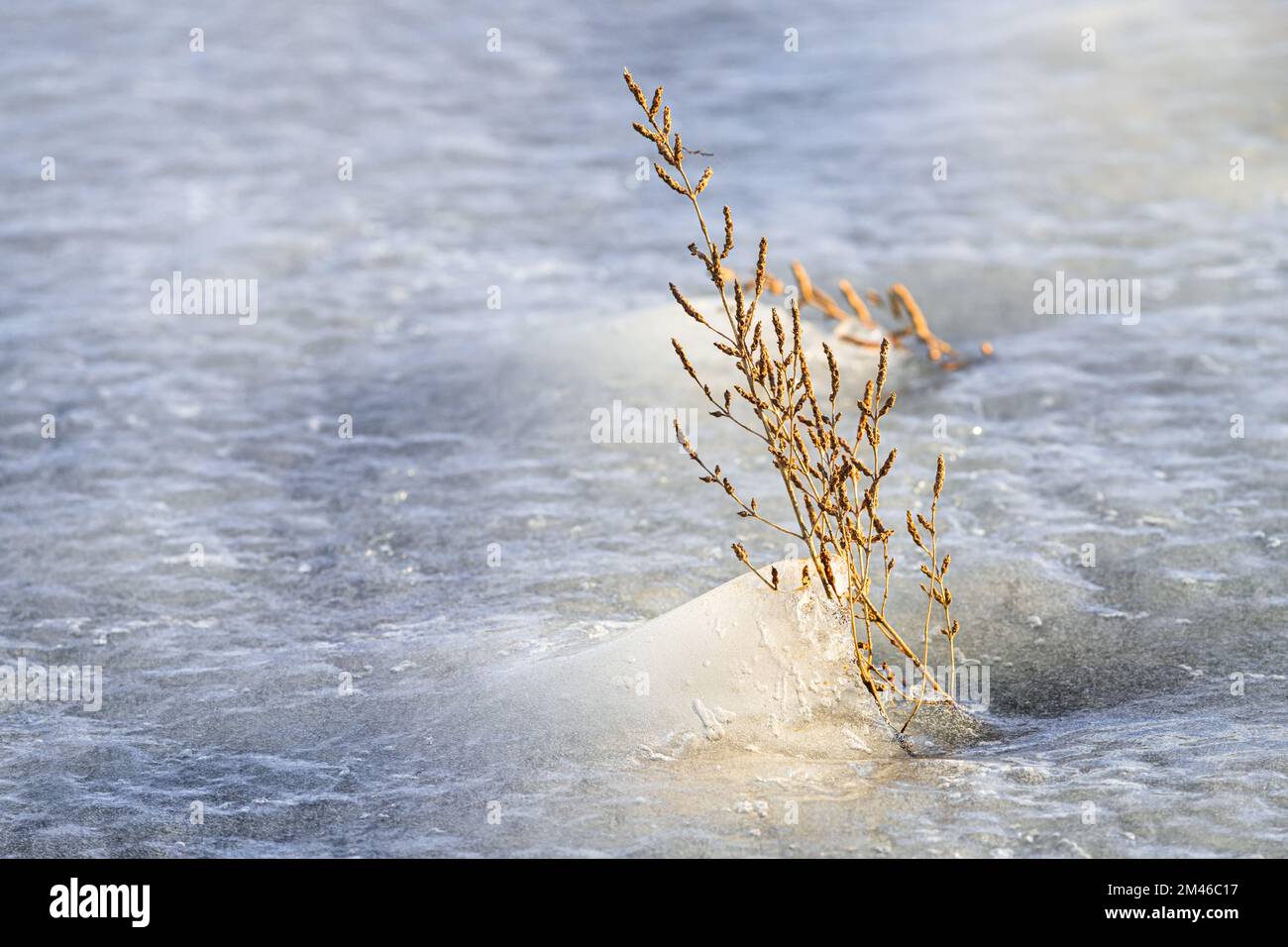 A panicle of grass is rising above the surface of the ice of a frozen lake and is lit by the golden light of the setting sun on a late afternoon durin Stock Photo