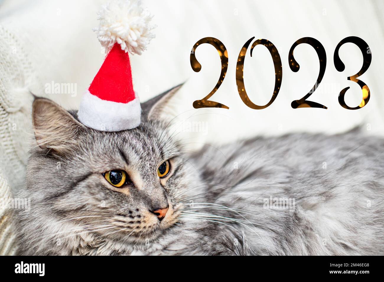 2023 year of the cat a gray cat in a santa claus christmas hat stock