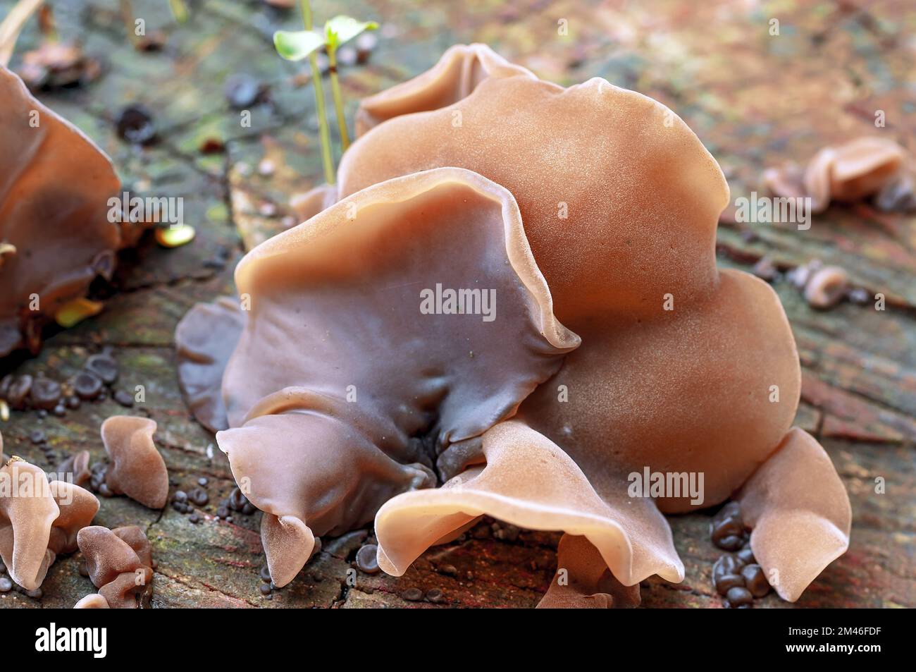 A growth of mushroom Auricularia auricula Judae on a wooden log Stock Photo