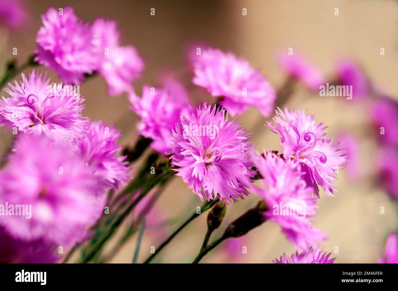 Carnation is common hi-res stock photography and images - Alamy