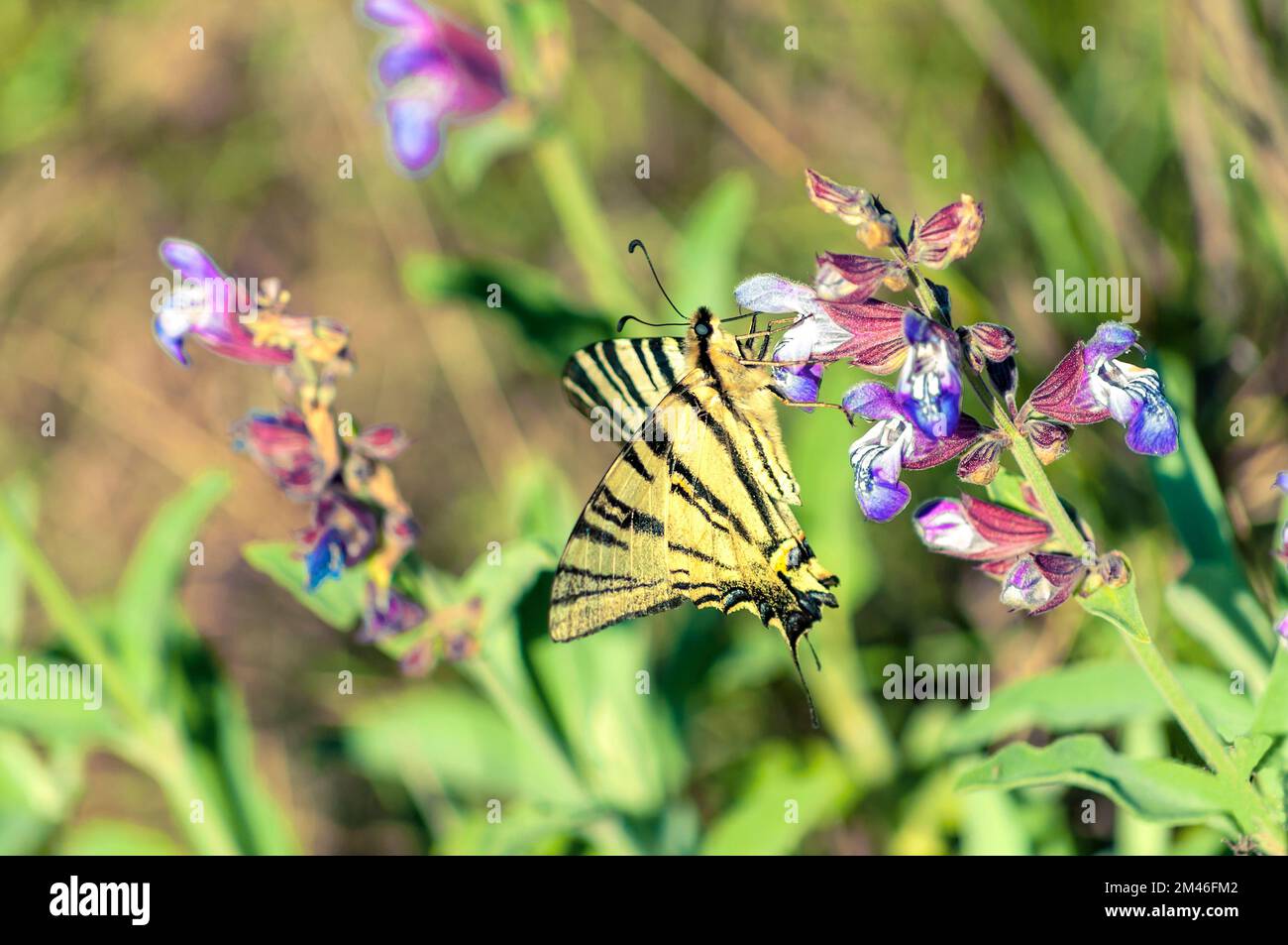 Common yellow swallowtail butterfly on sage flower Stock Photo