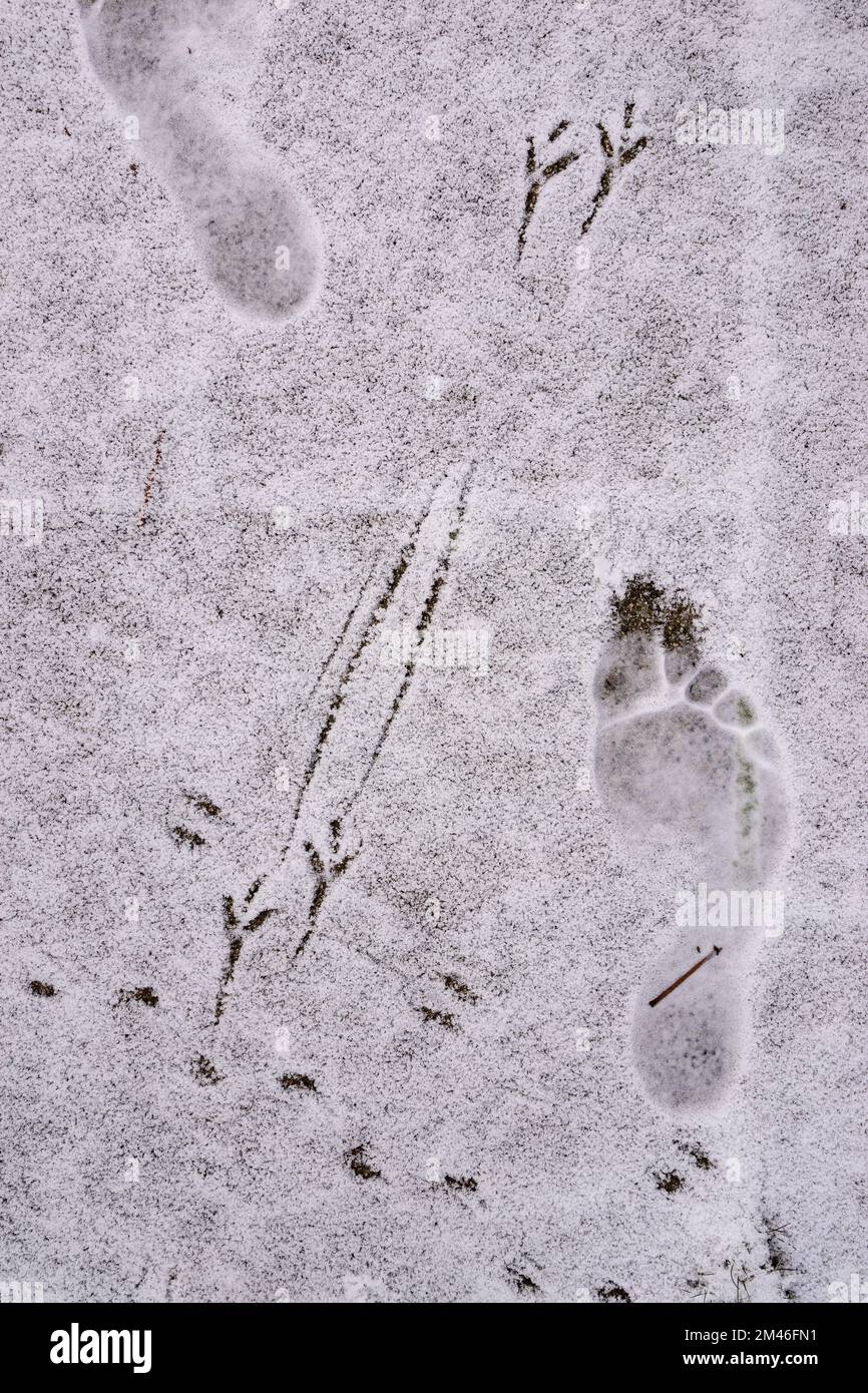 races of birds and human foot in the snow Stock Photo