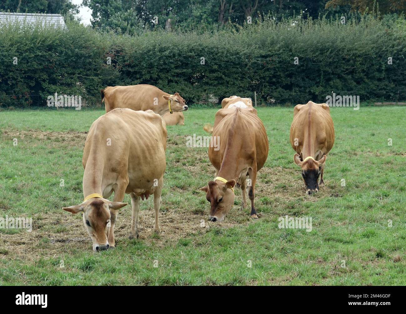 Jersey. 10th Sep, 2022. Jersey breed cattle in a pasture on the island