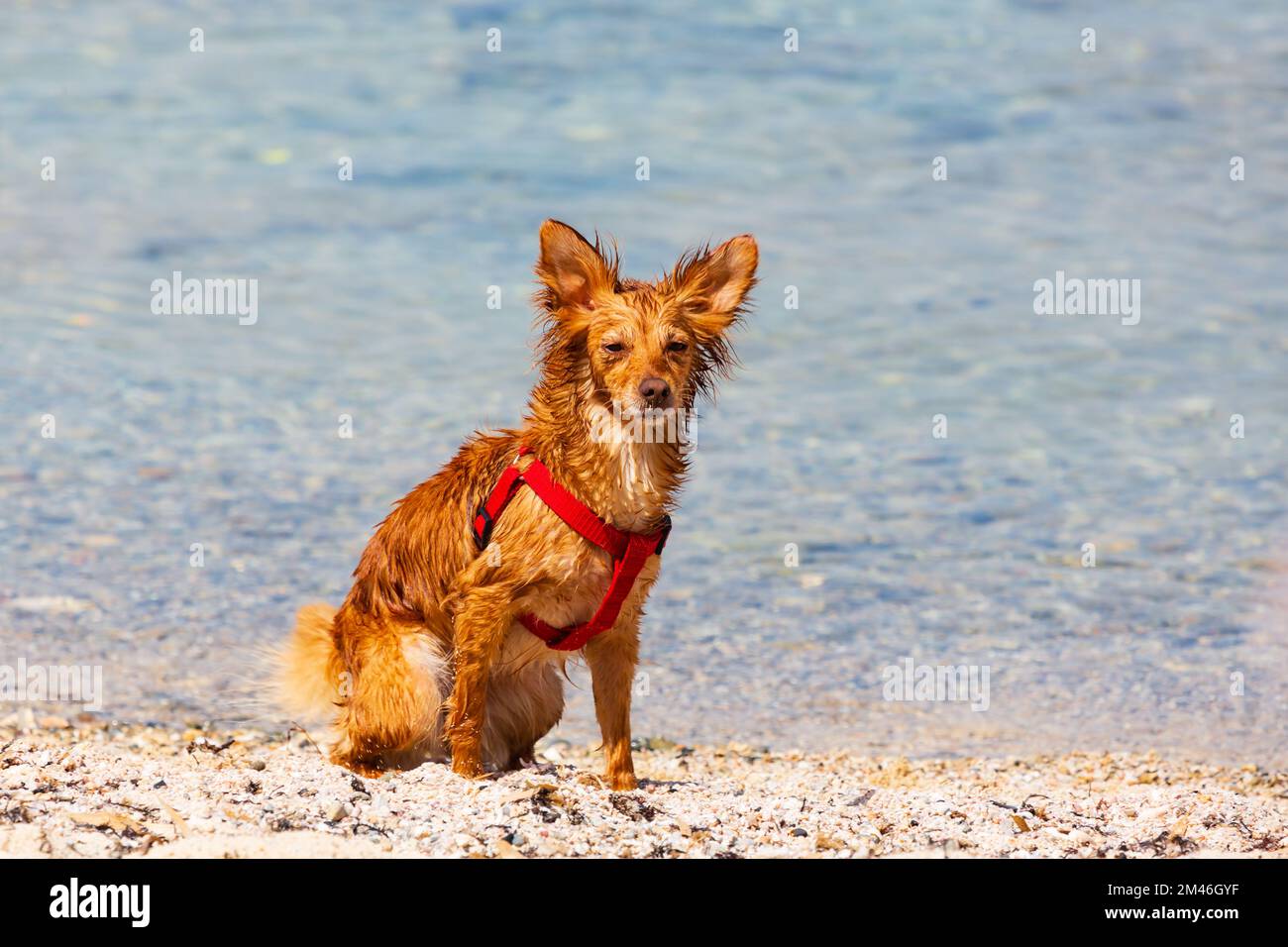 Cute, wet small dog on the beach at the seaside. Cyprus Stock Photo