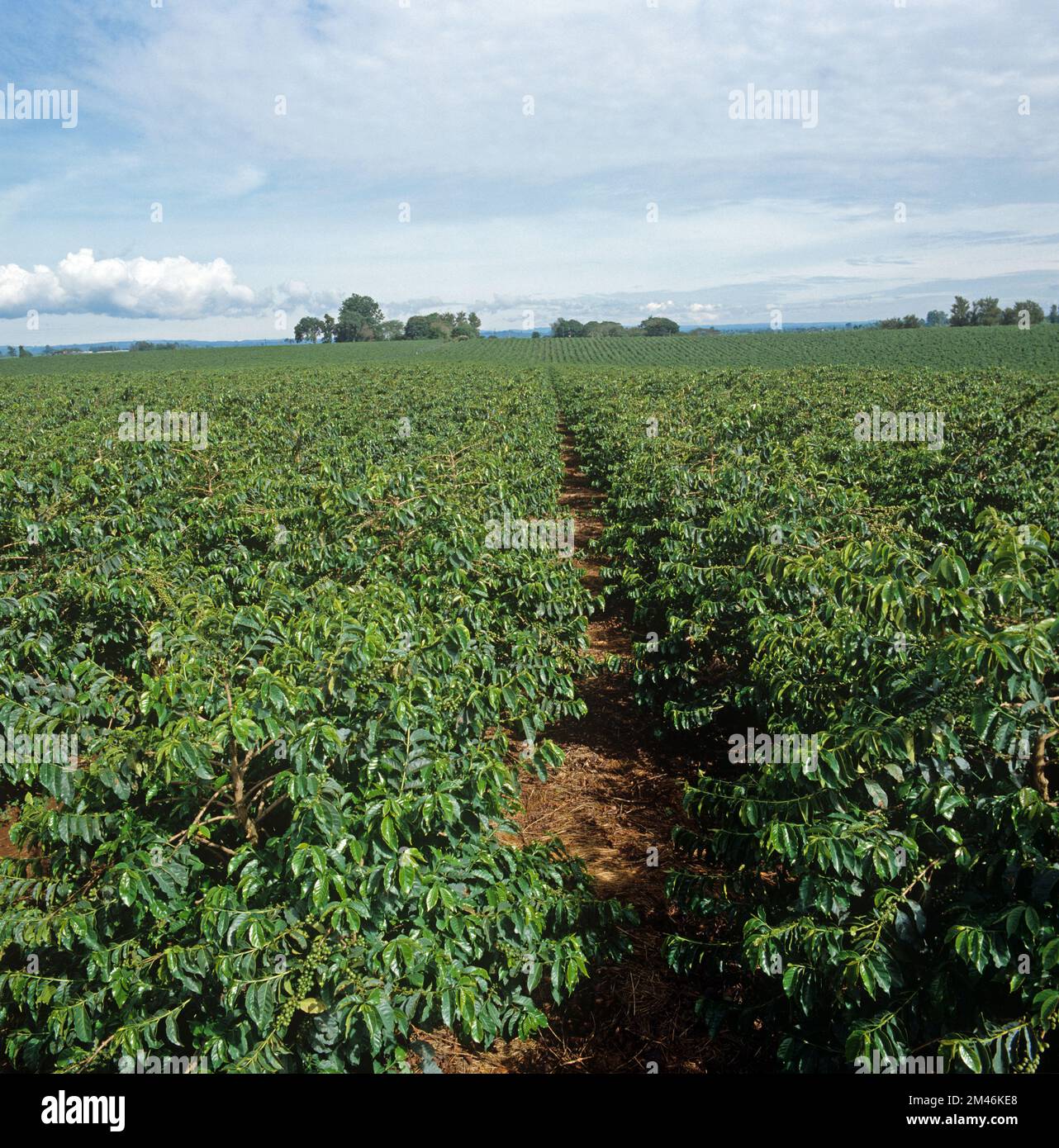 Arabica coffee (Coffea arabica) bushes in a large commercial plantation