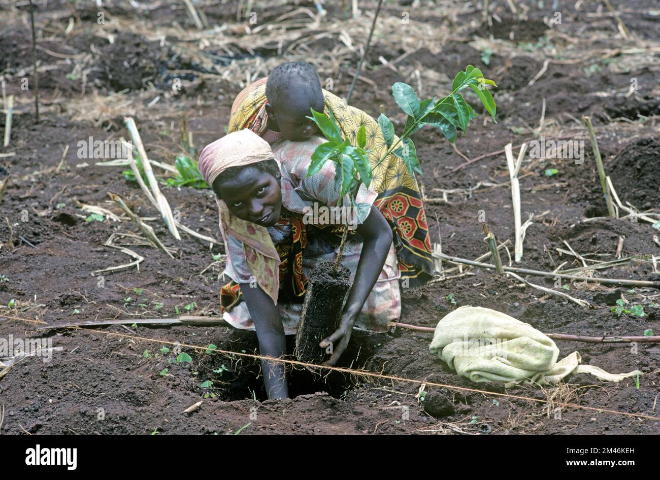 Woman with a child on her back planting coffee (Coffea arabica ...
