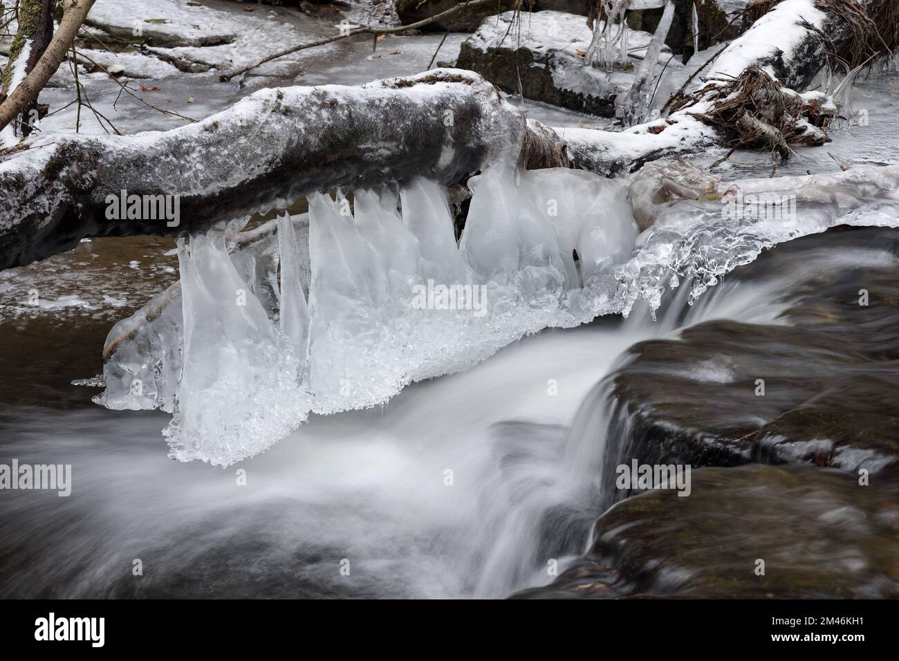 Icicles, Hanging from the Branch of a Tree next to a Small Waterfall on Bow Lee Beck, North Pennines, Teesdale, County Durham, UK Stock Photo