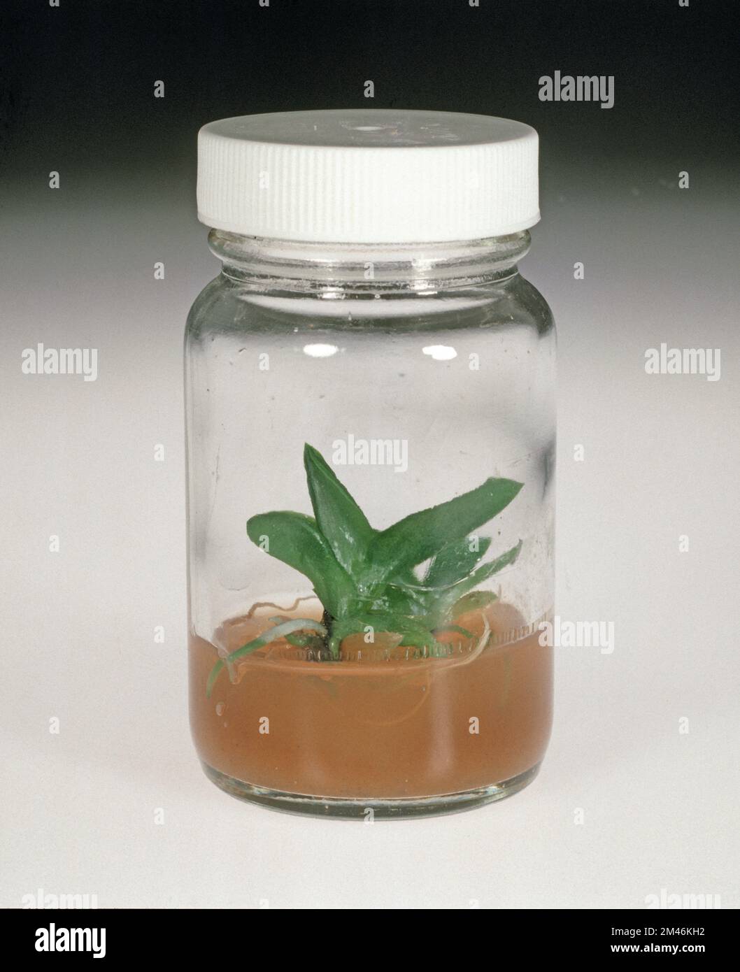 Young orchid plant micropagated from a small piece of plant tissue producing roots and leaves in nutrient enriched agar gel medium Stock Photo
