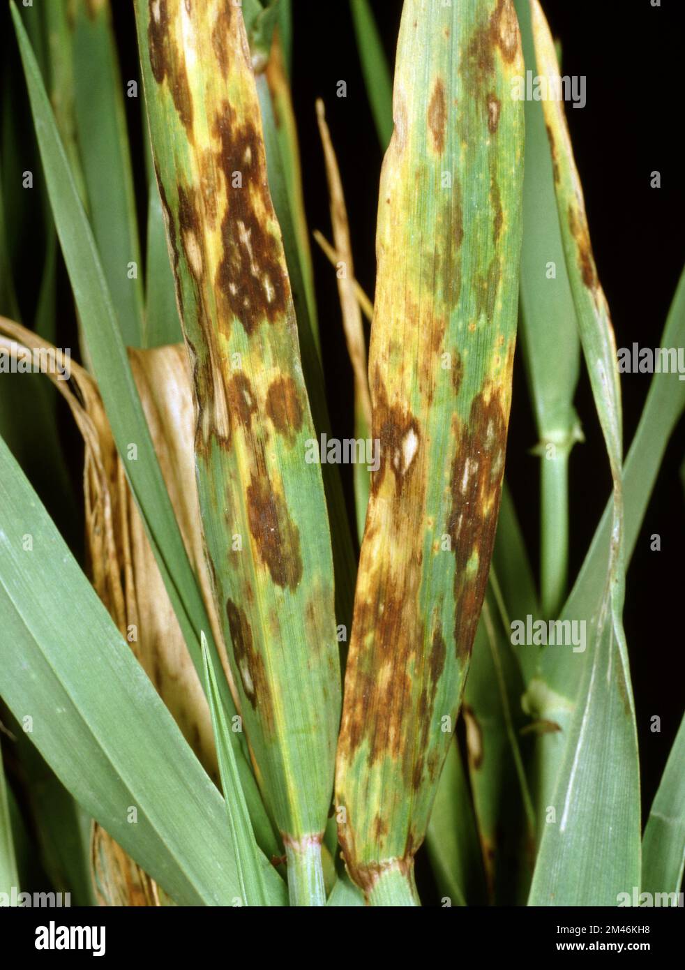 Scald or leaf blotch ( Rhynchosporium secalis ) necrotic lesions some with grey centres on leaves of a maturing barley (Hordeum vulgare) crop plant Stock Photo