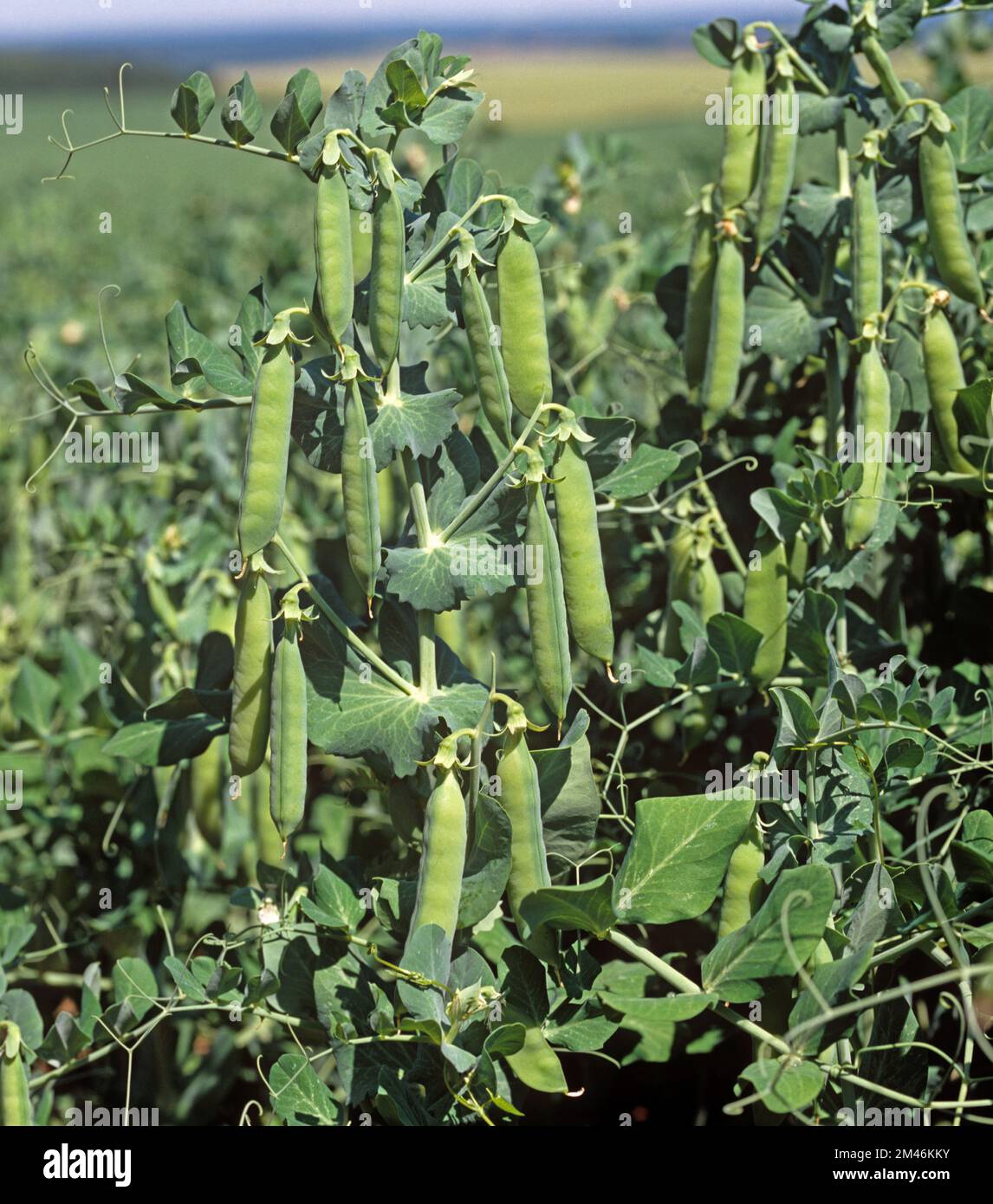 Pea crop in mature pod, marrowfat variety Maro, Hampshire, June Stock Photo