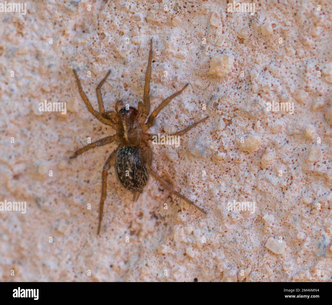 Lycosoides coarctata, Funnel Weaver Spider Stock Photo